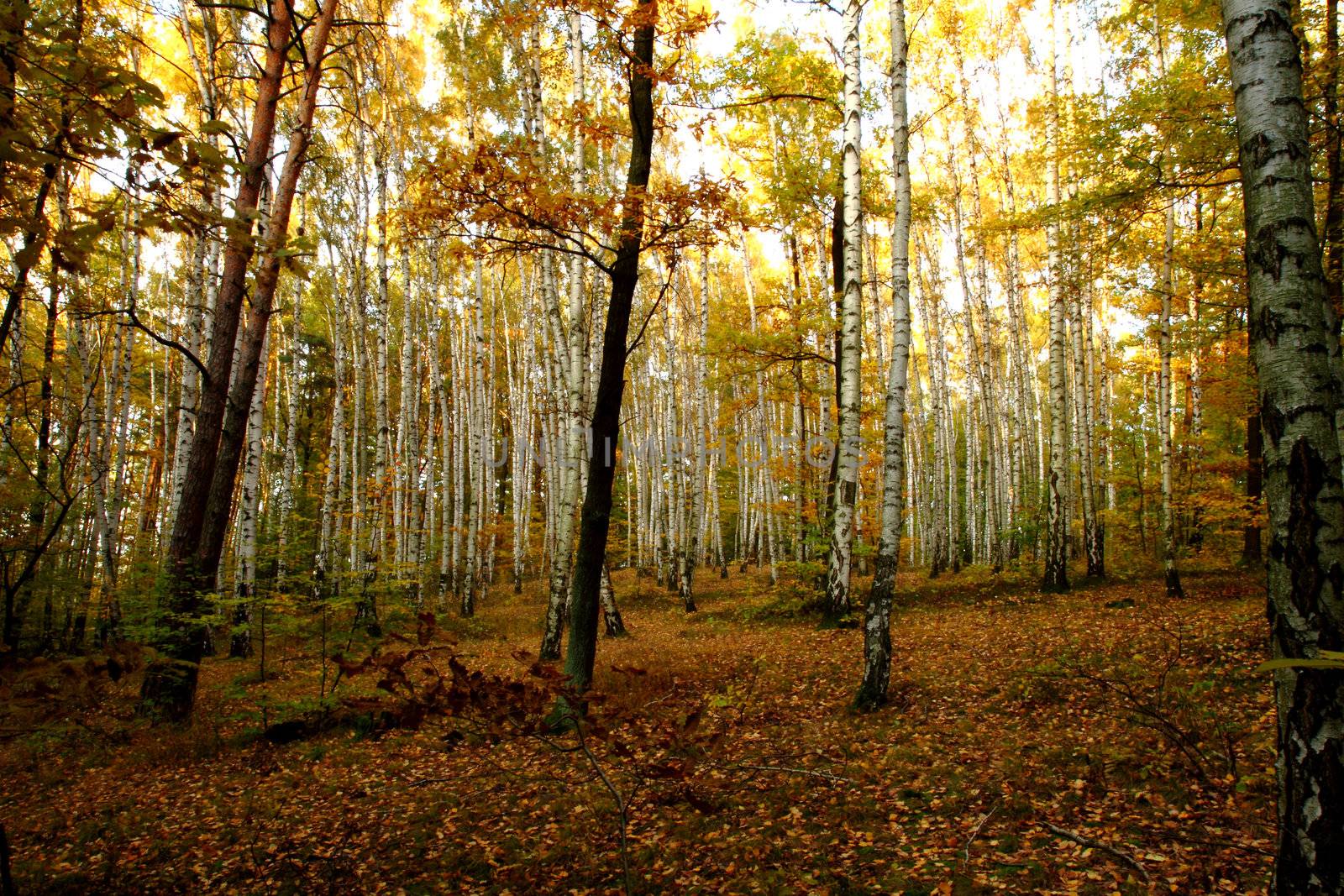 autumn forest as very nice natural background