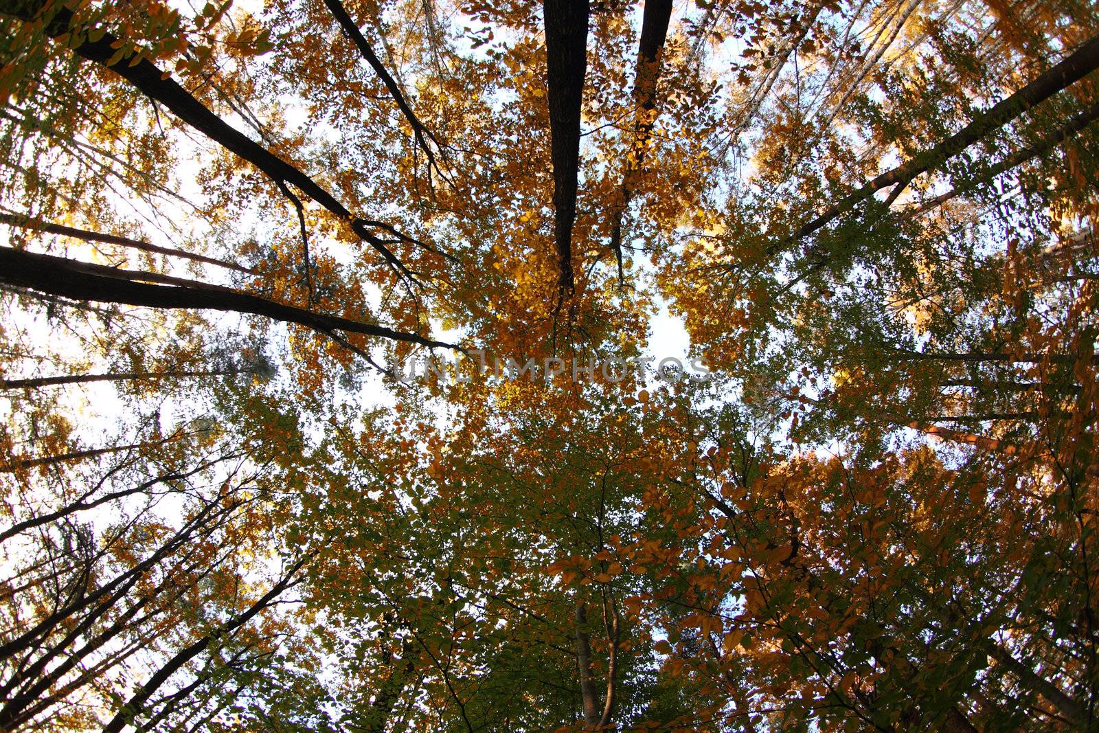 autumn forest  by jonnysek
