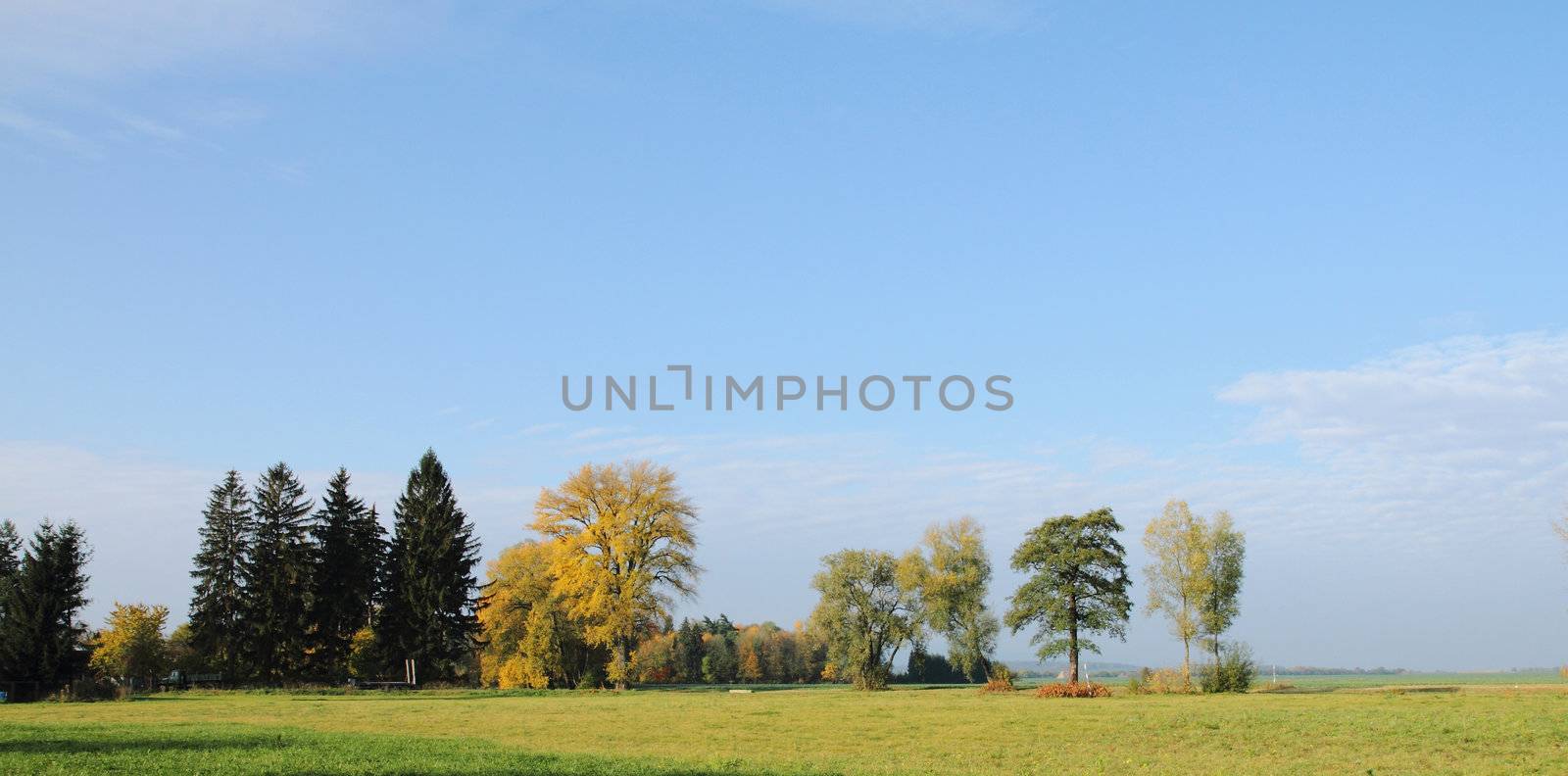 autumn treeses as nice and natural season background