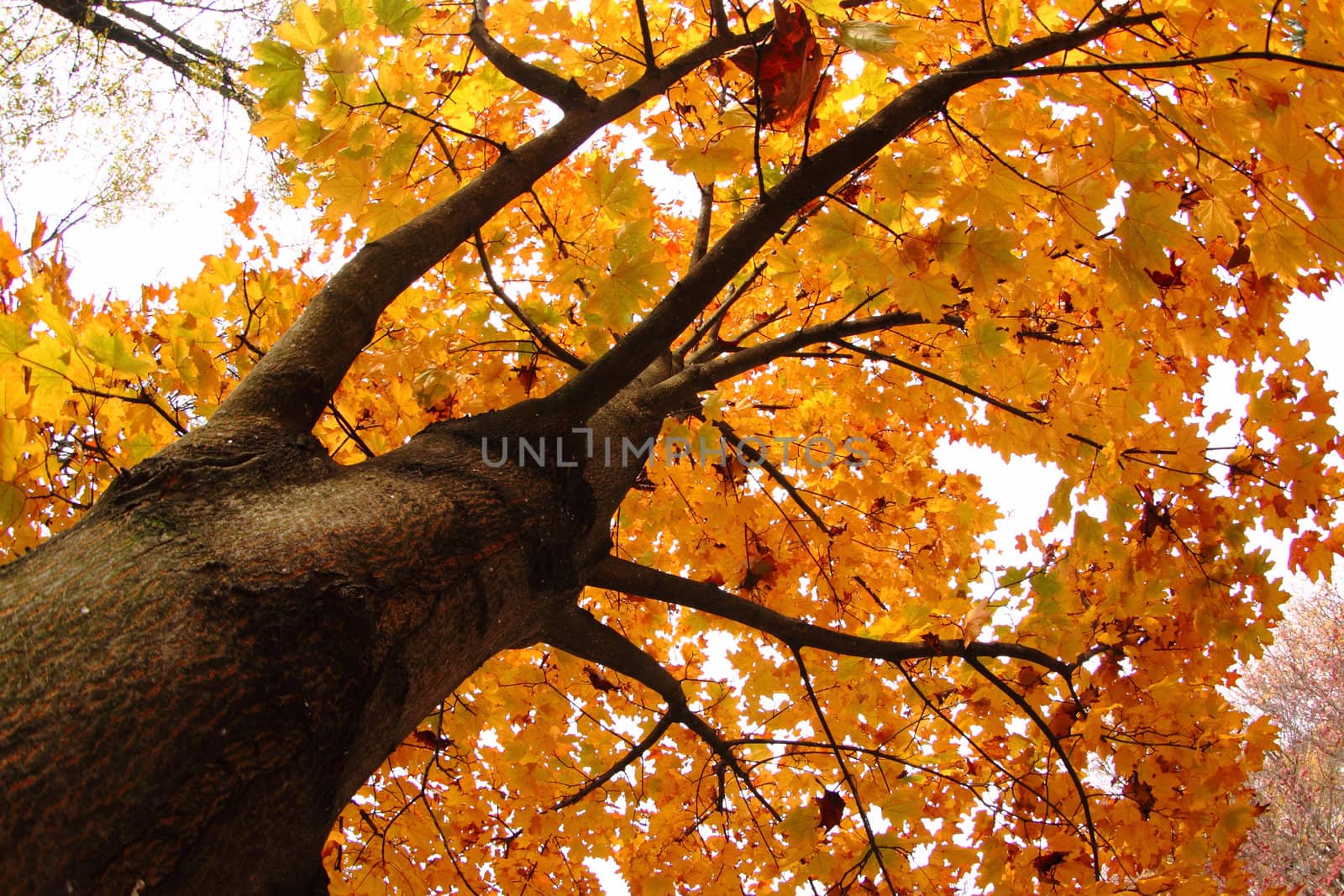 autumn tree by jonnysek