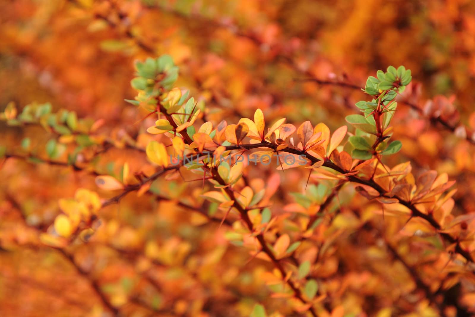 autumnal leaves by jonnysek