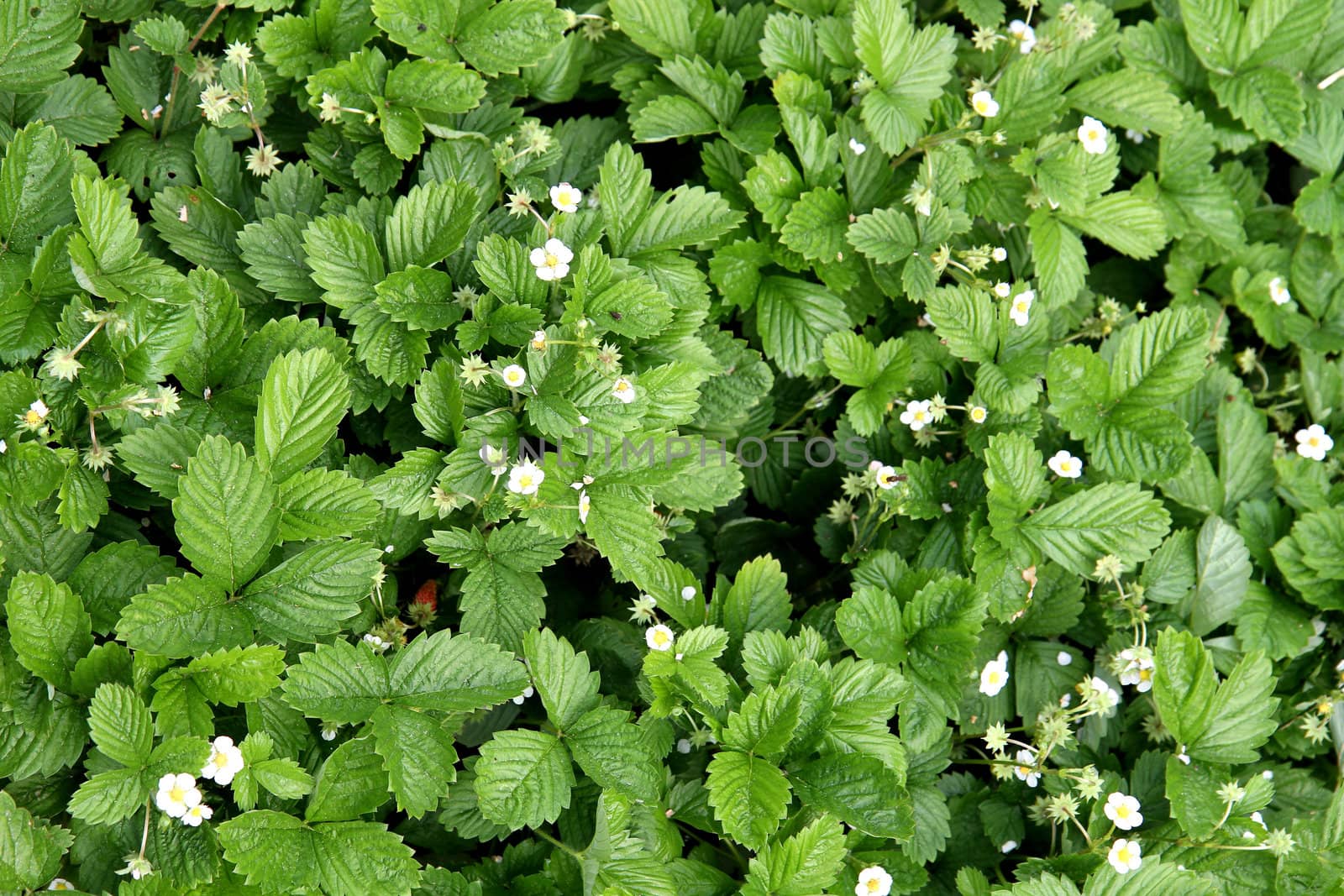 strawberries plants in the green color as natural background
