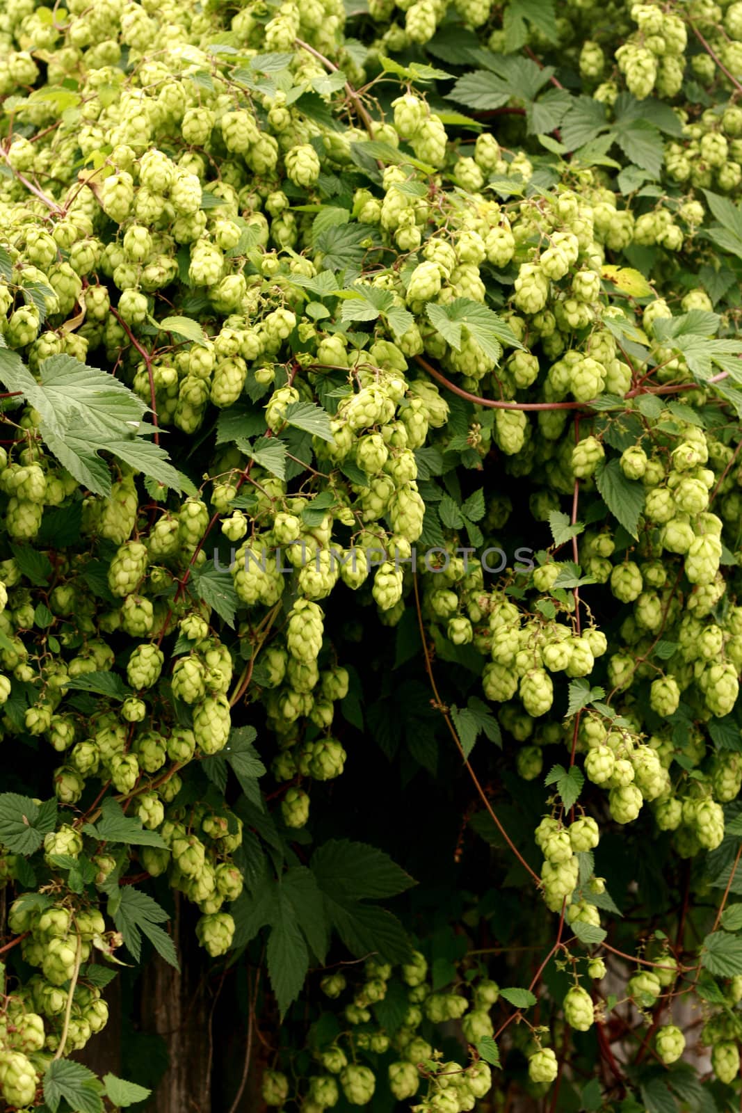 Pile of green hop cones by jonnysek