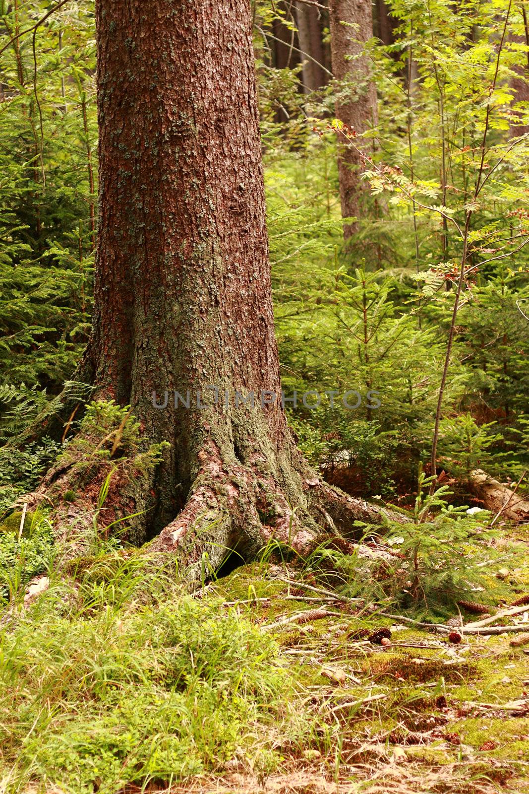 detail of tree by jonnysek