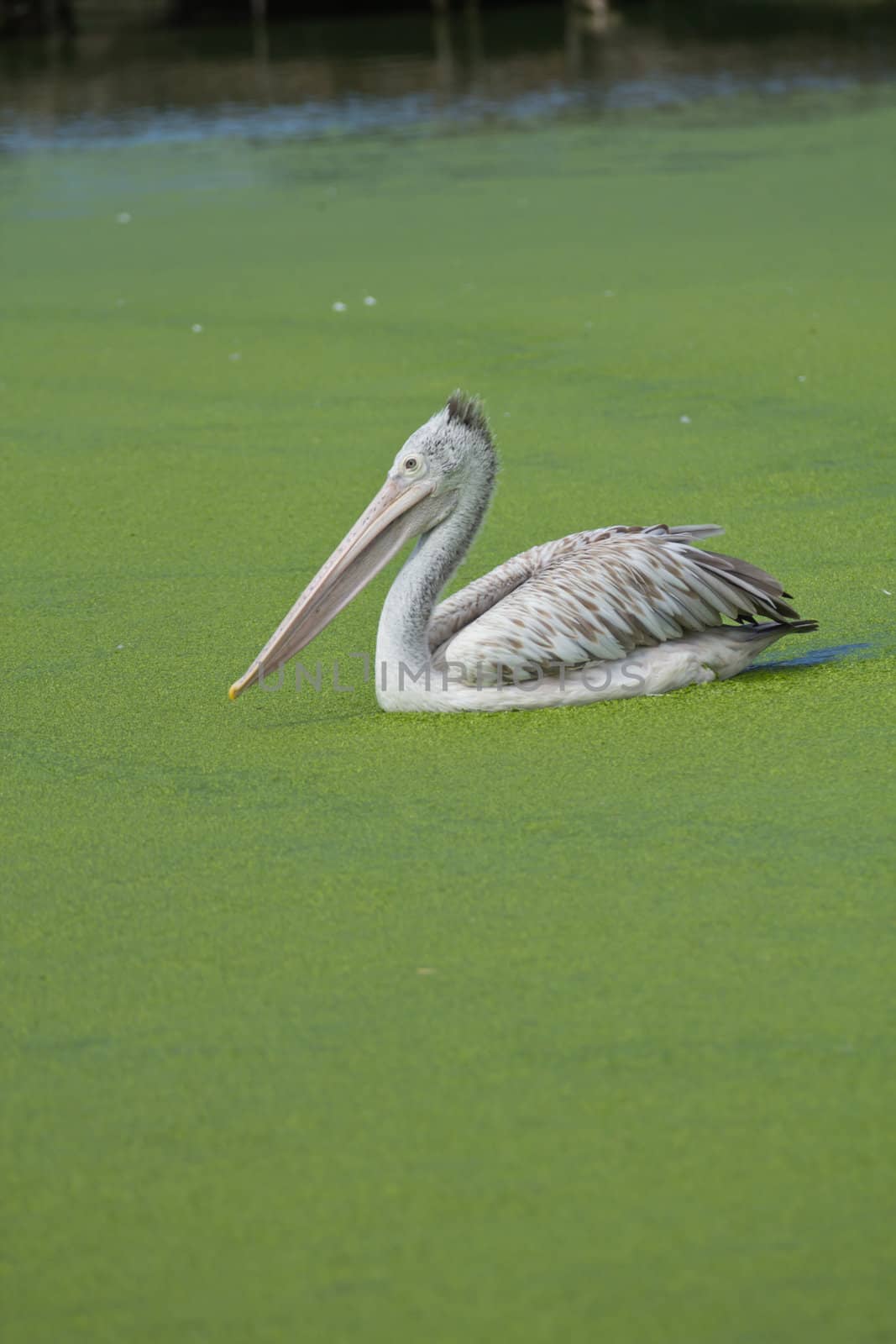 Brown pelican swimming in a lake herd