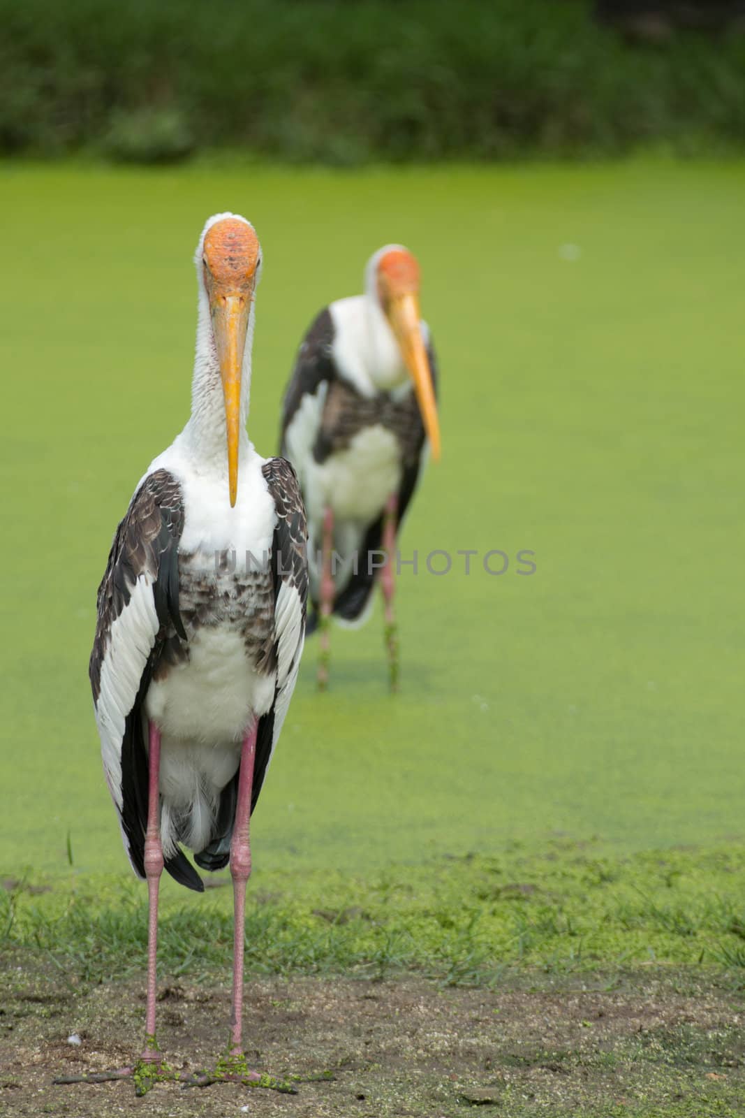 Brown pelican swimming in a lake herd