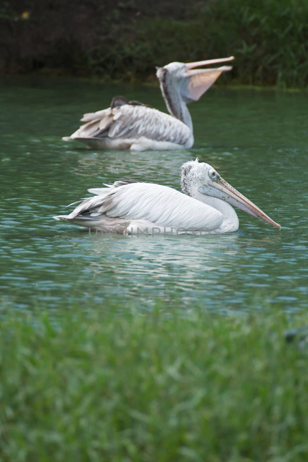 Brown pelican swimming in a lake herd