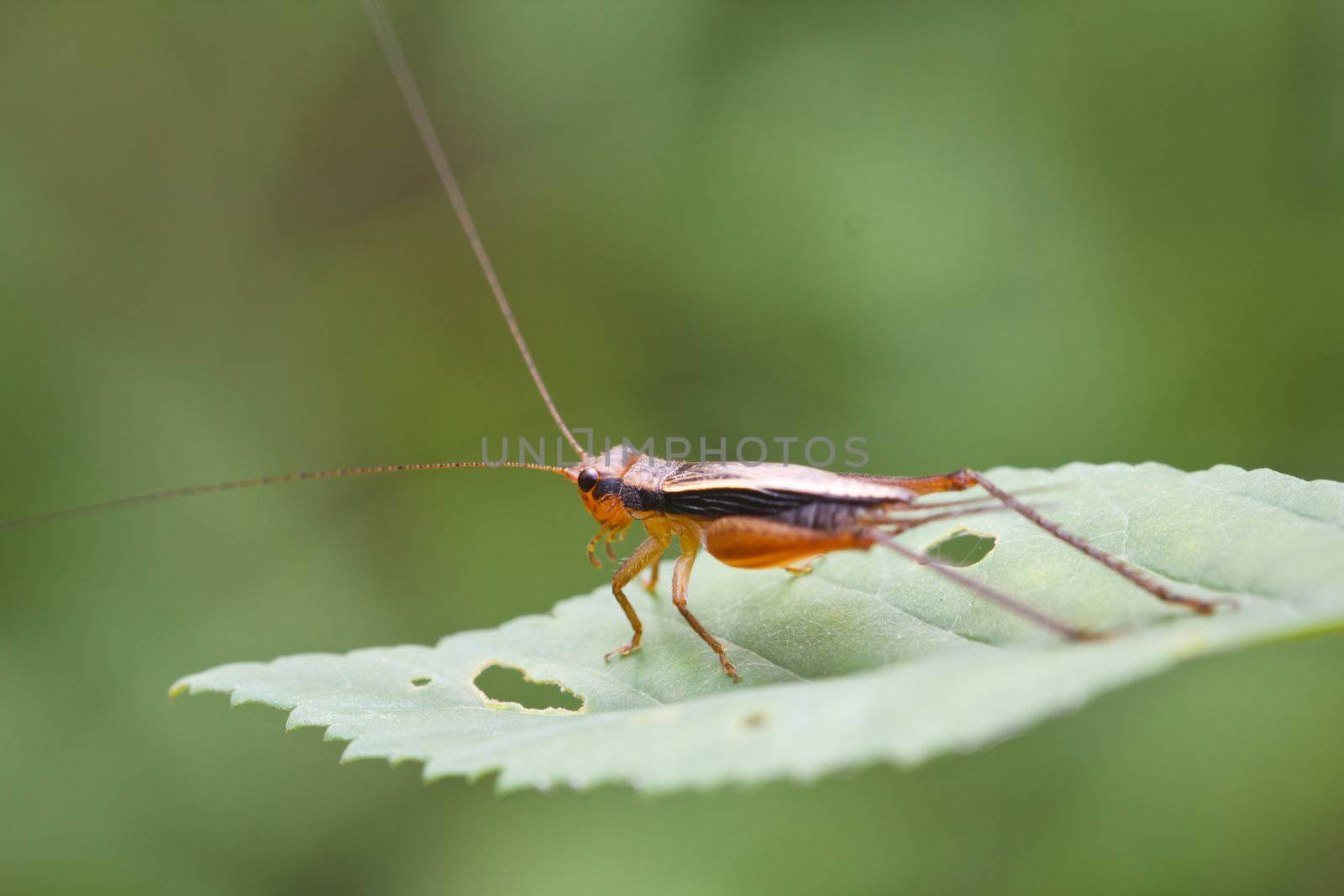 The red grasshopper perched on a green leaf