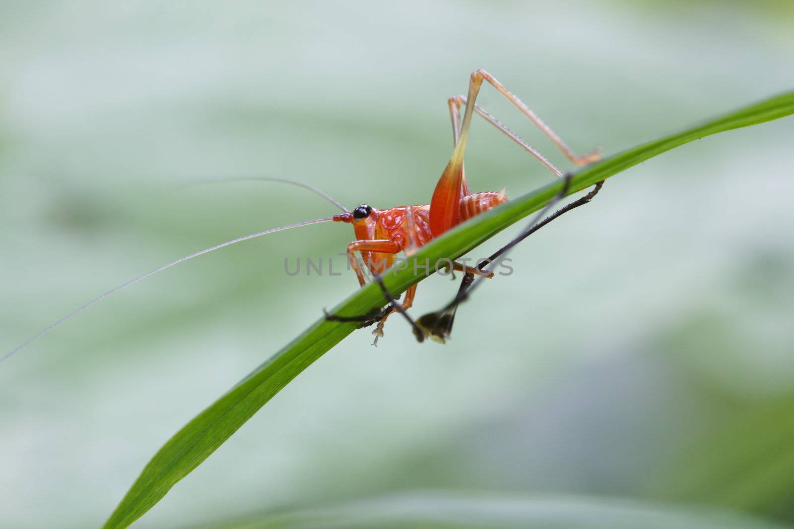 The red grasshopper perched on a green leaf