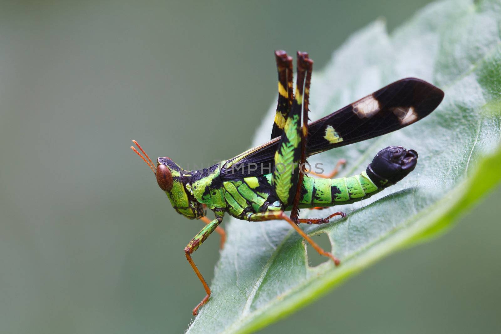 The green grasshopper perched on a green leaf