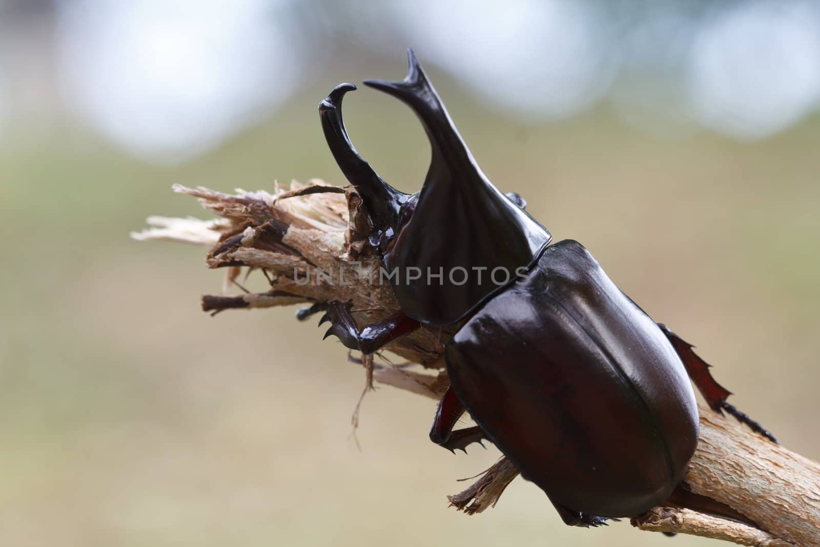 Brown scarab beetle perched atop branches.