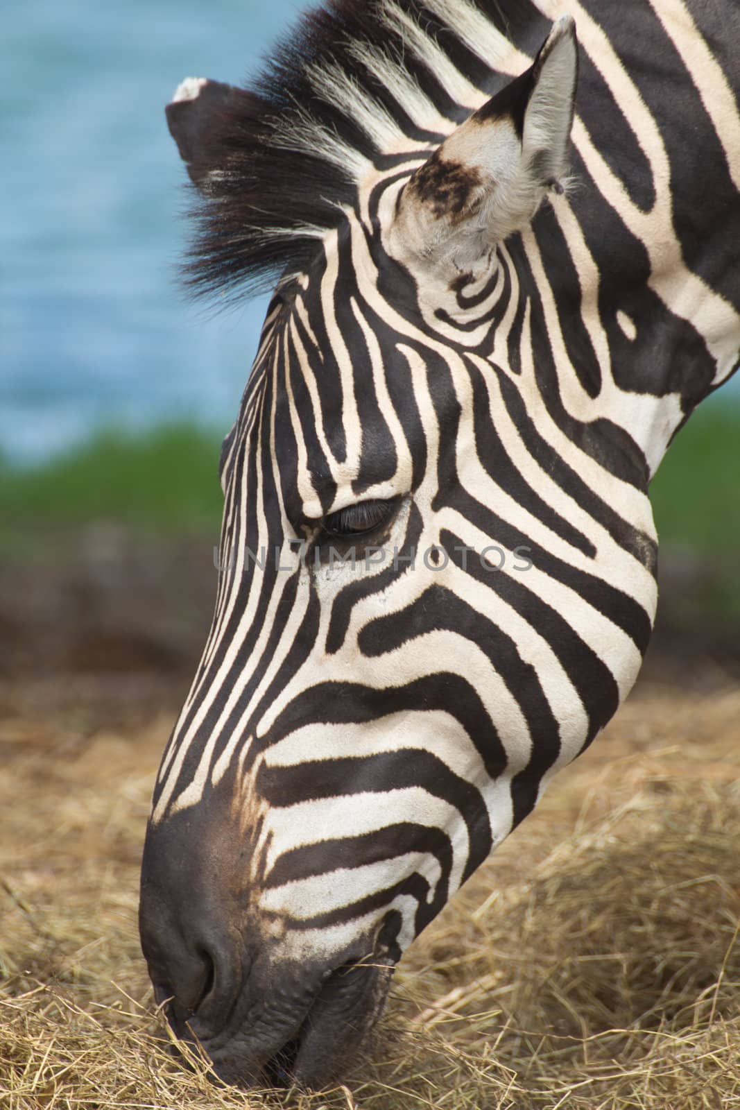Zebra herd was eating grass in dry and comfortable.