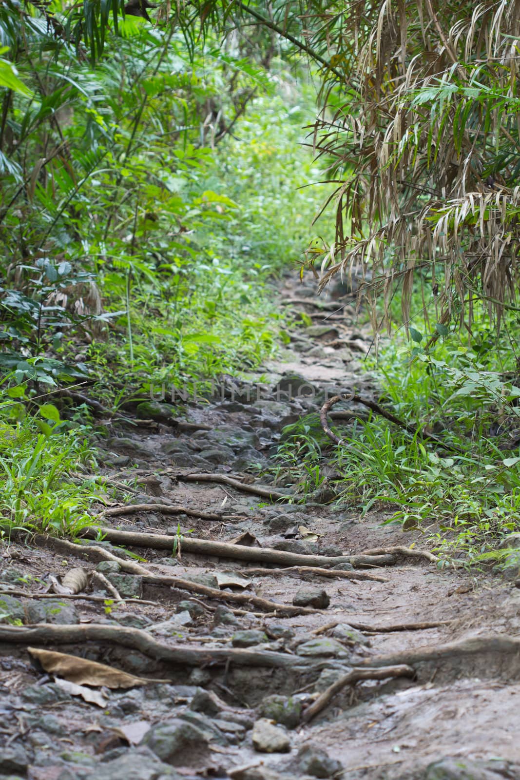 In forests and trails slippery slope