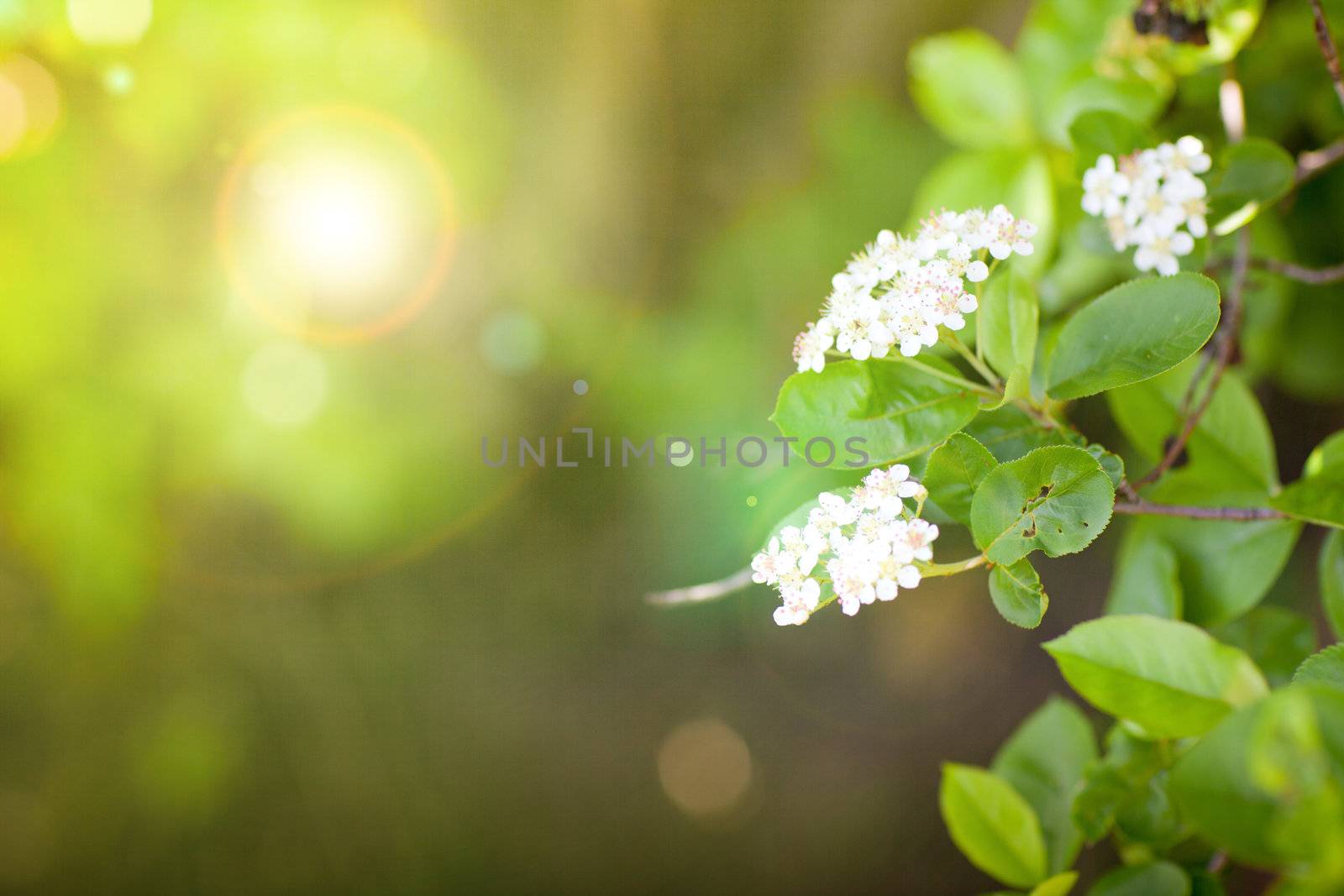 white flowers in spring by vsurkov