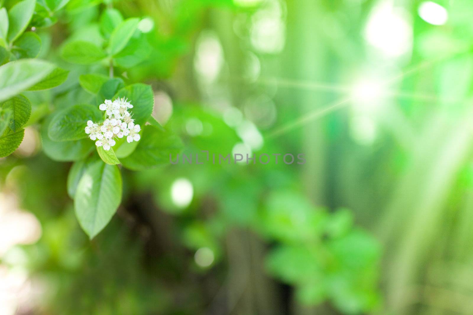 beautiful white flowers in spring