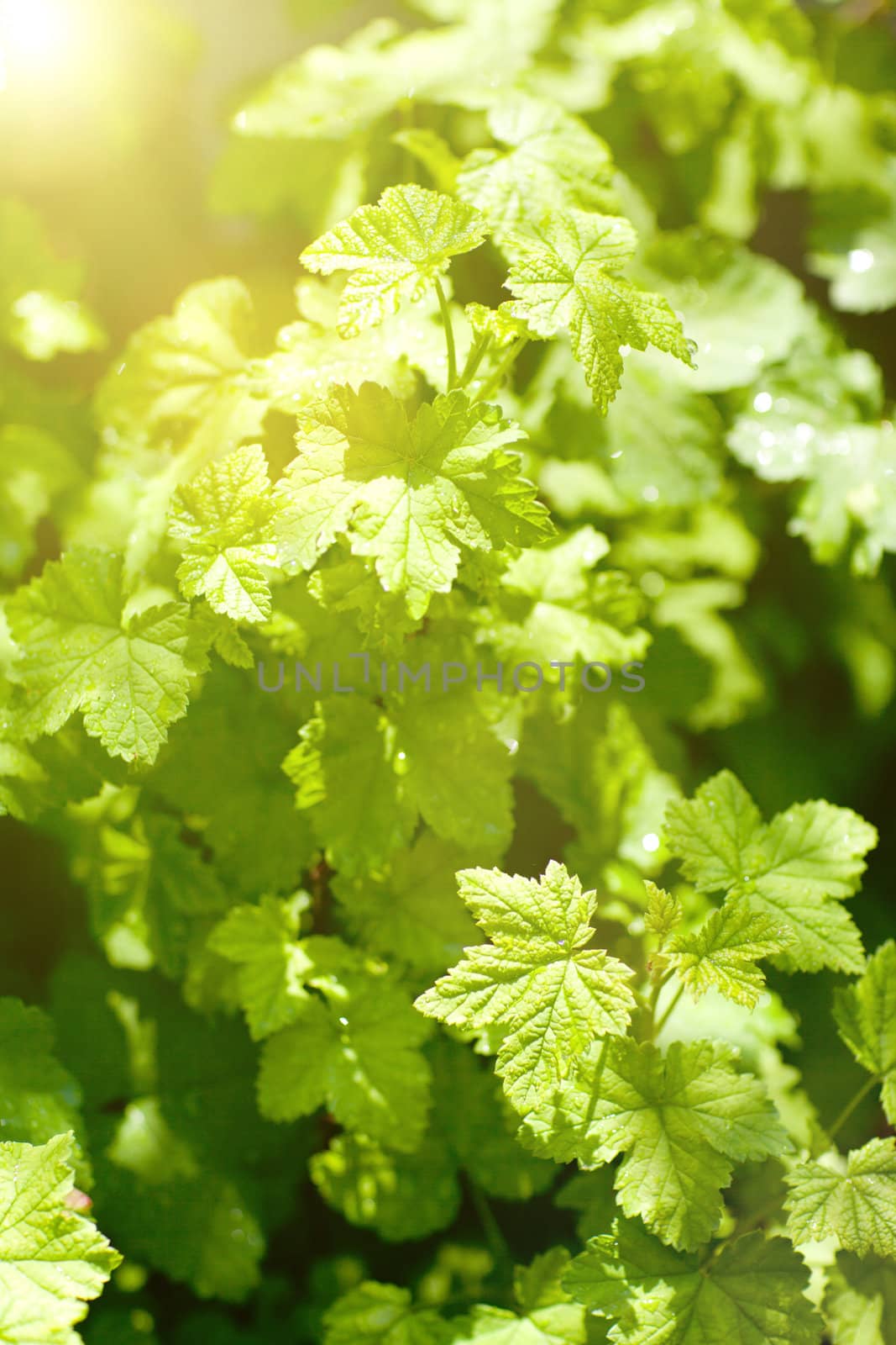 background of green carrant leaves