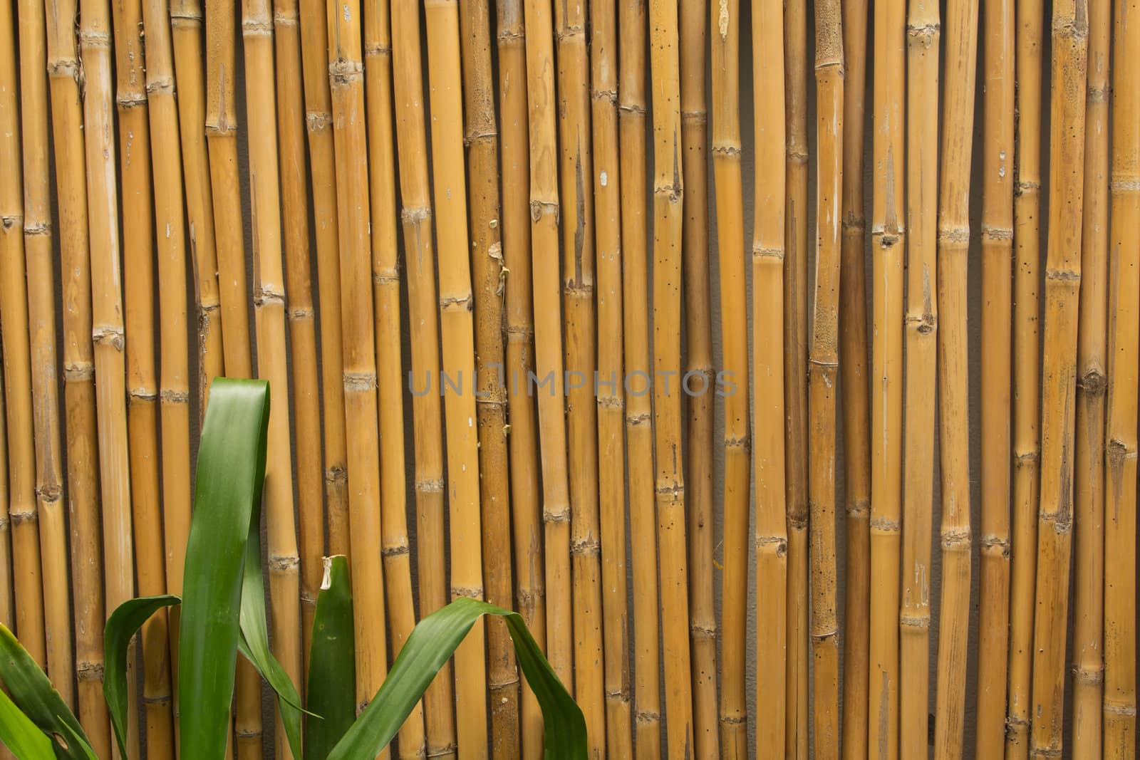 Designs made ������out of bamboo backdrop