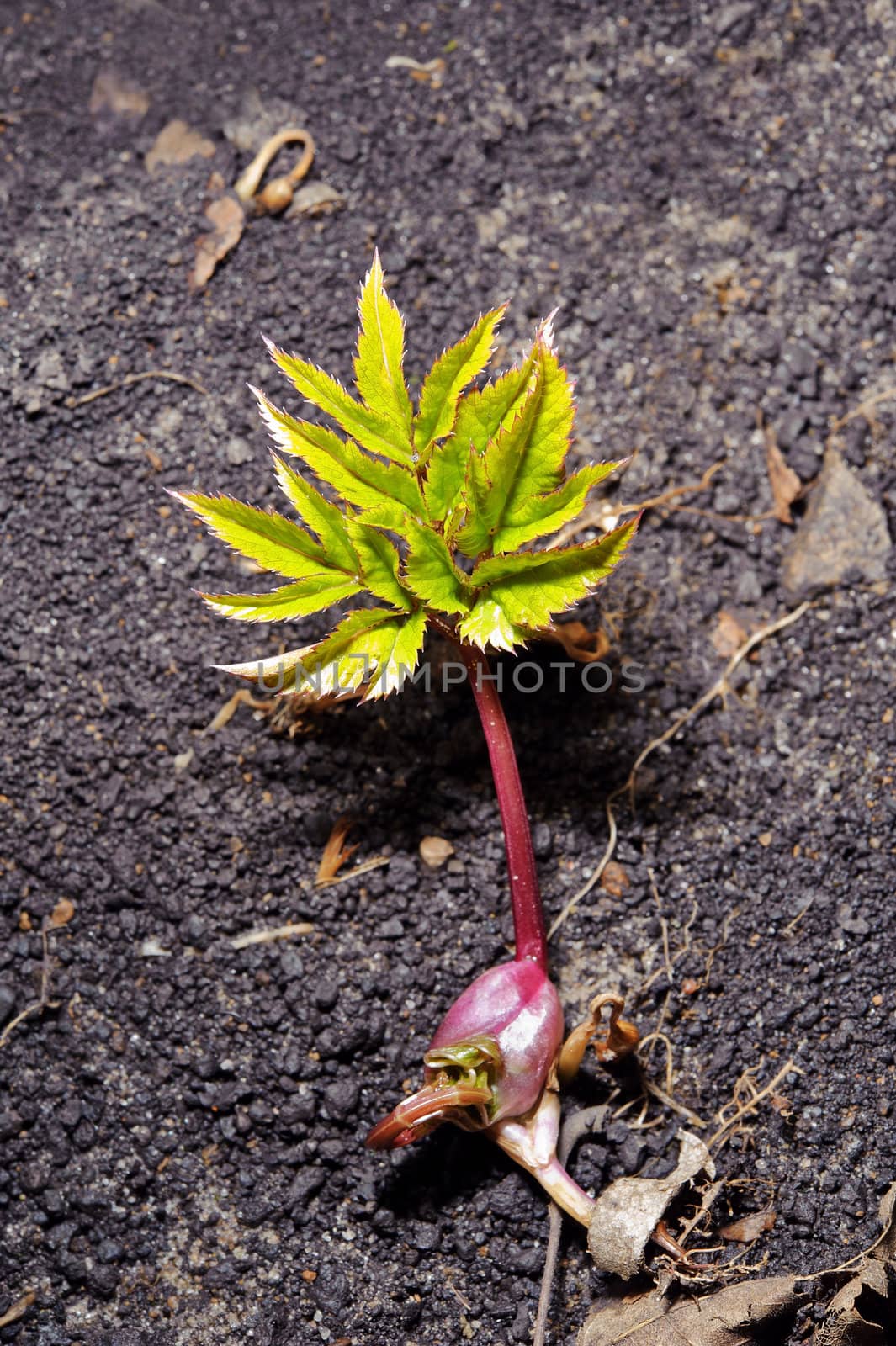 Newborn green single sapling. From ground. Concept of new life.