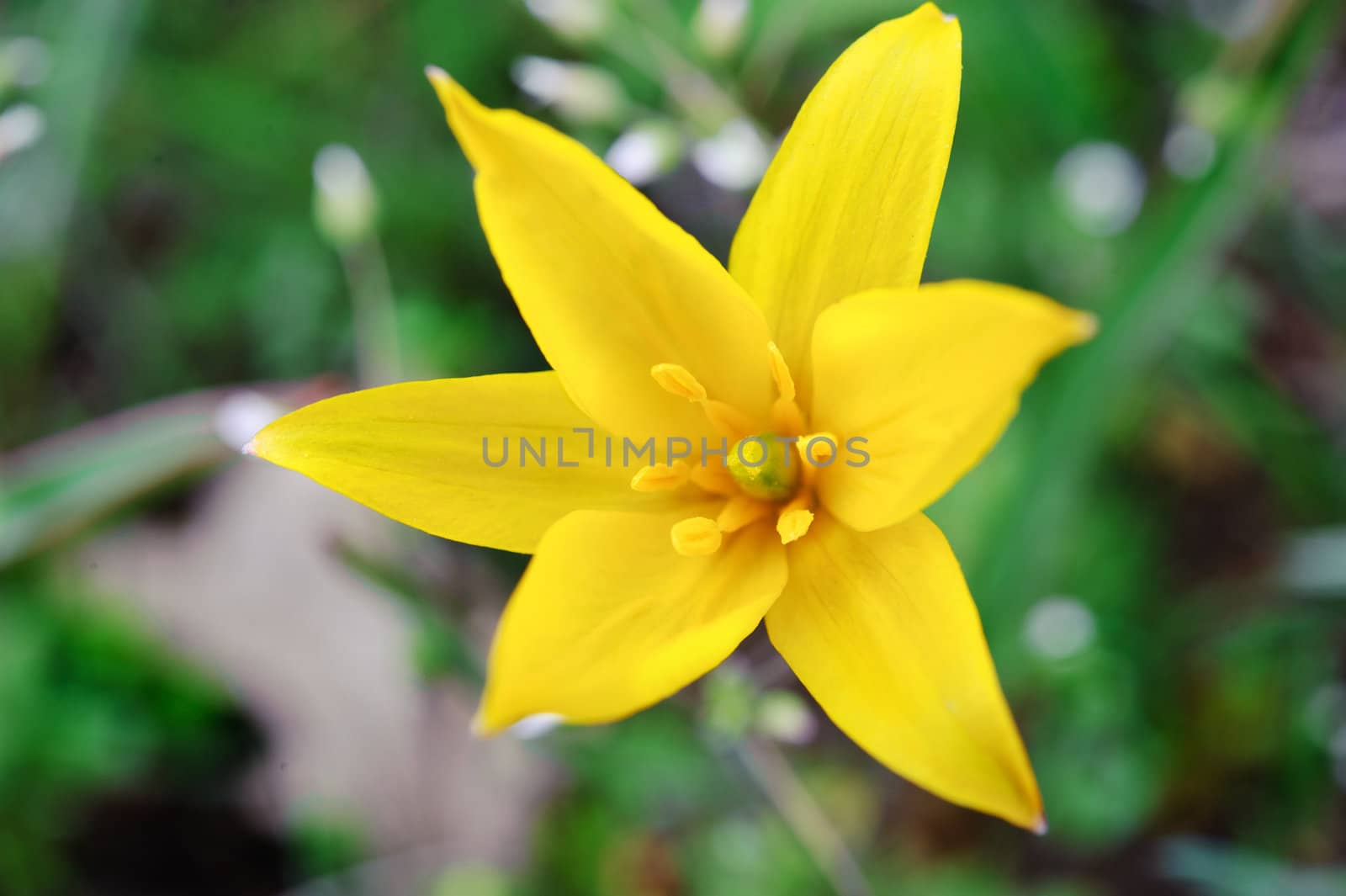 Wild yellow flower. Crocus on a green grass background. Spring.