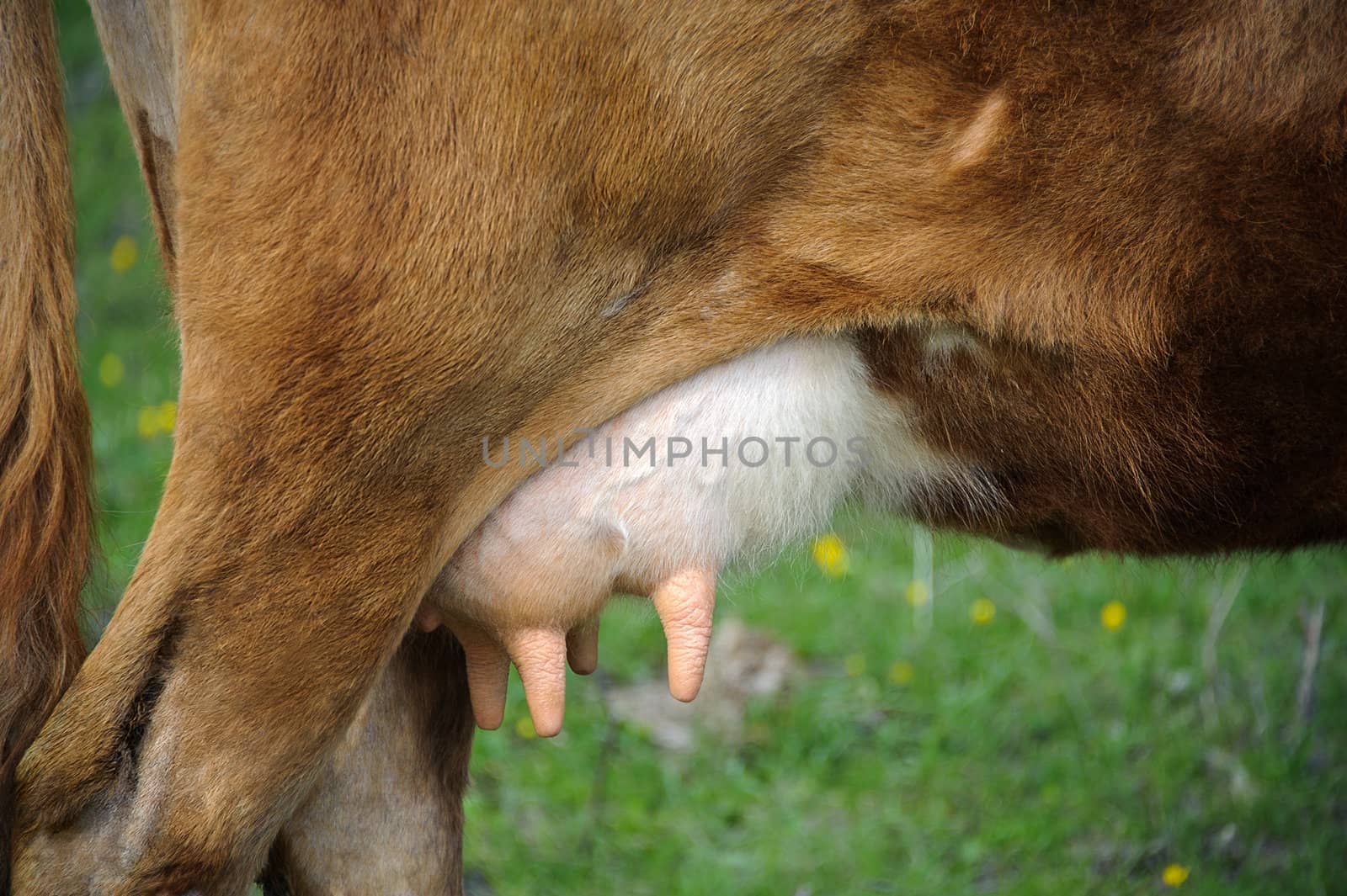 Udder of a cow. closeup. green grass background.