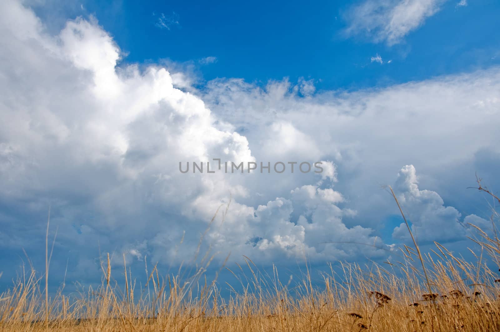 golden autumn grass, blue sky and white clouds.