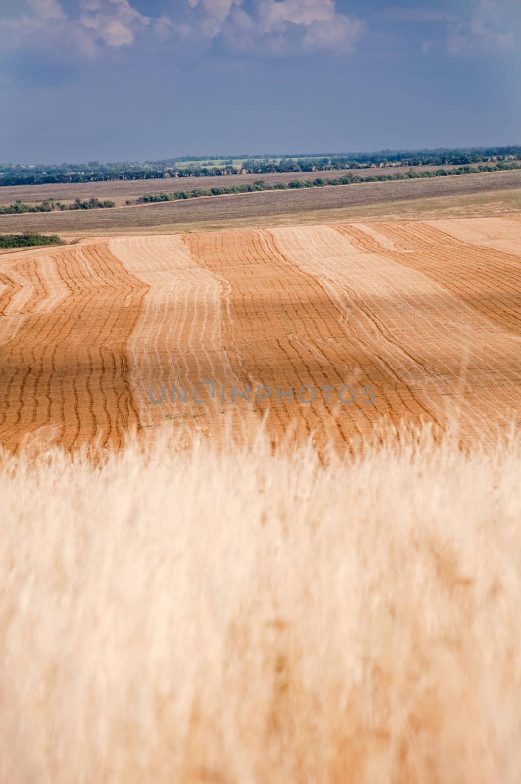 rural landscape. golden meadow grass and harvested field.