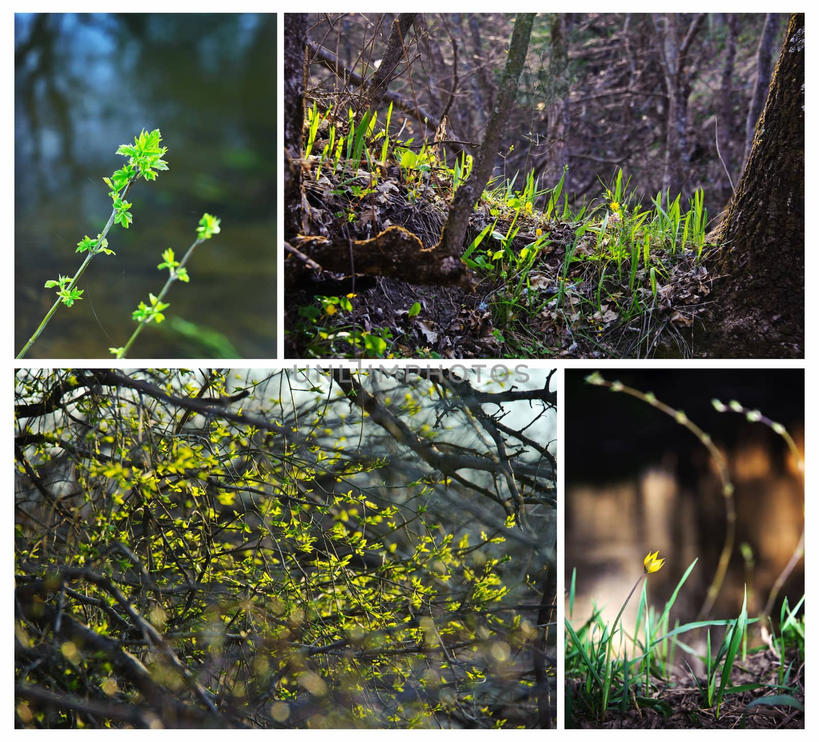 Young, fresh grass, flowers and foliage in the forest. Spring, nature wakes up. Collage.