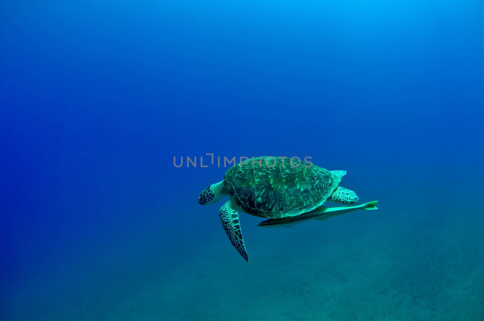 sea green turtle a underwater view. red sea, egypt.