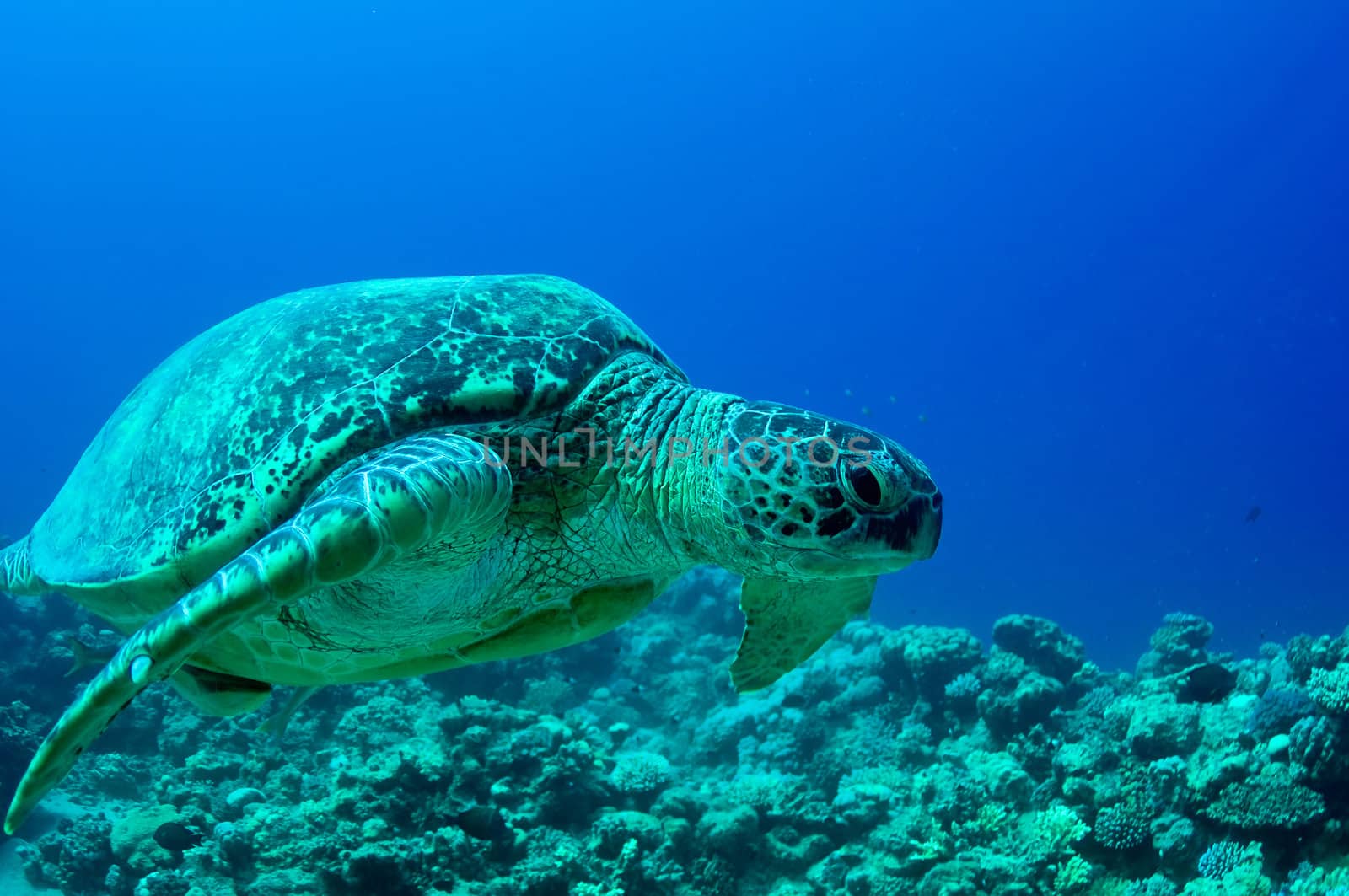 sea green turtle a underwater view. red sea, egypt.