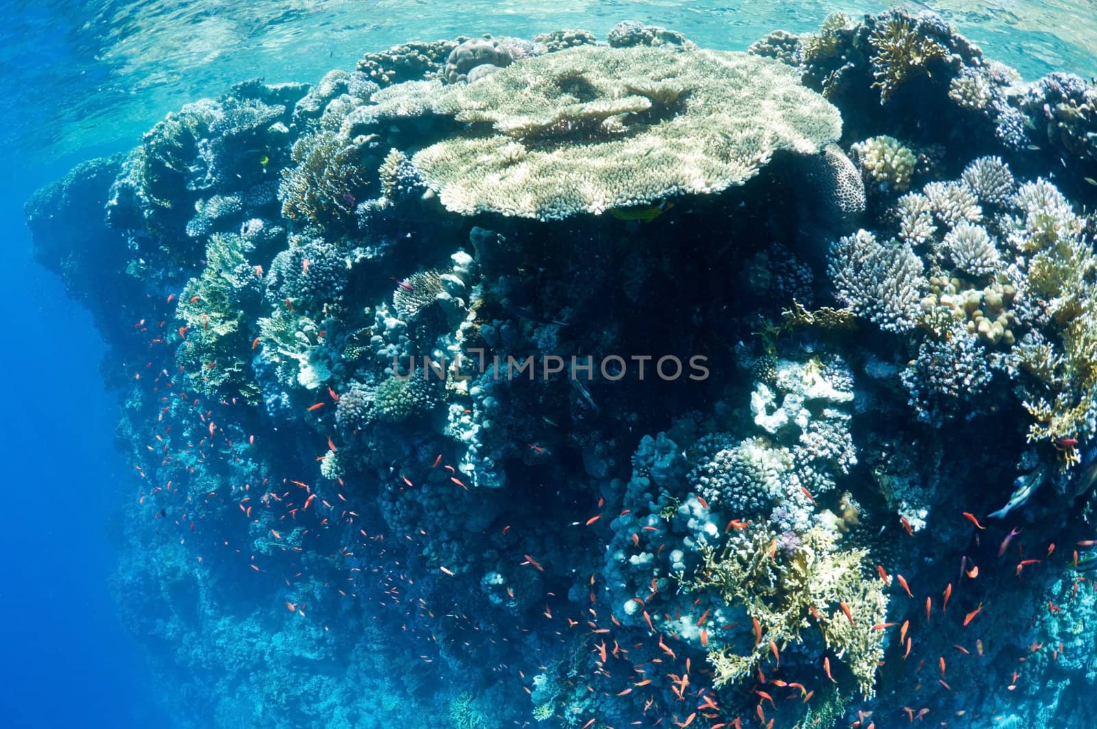 coral reef, an underwater landscape. Wildlife of the Red Sea.