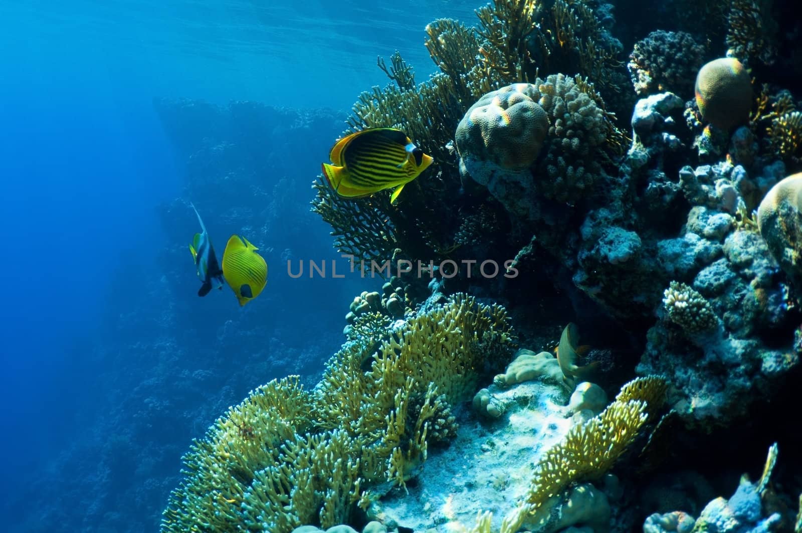 underwater landscape. coral reef and tropical fish.