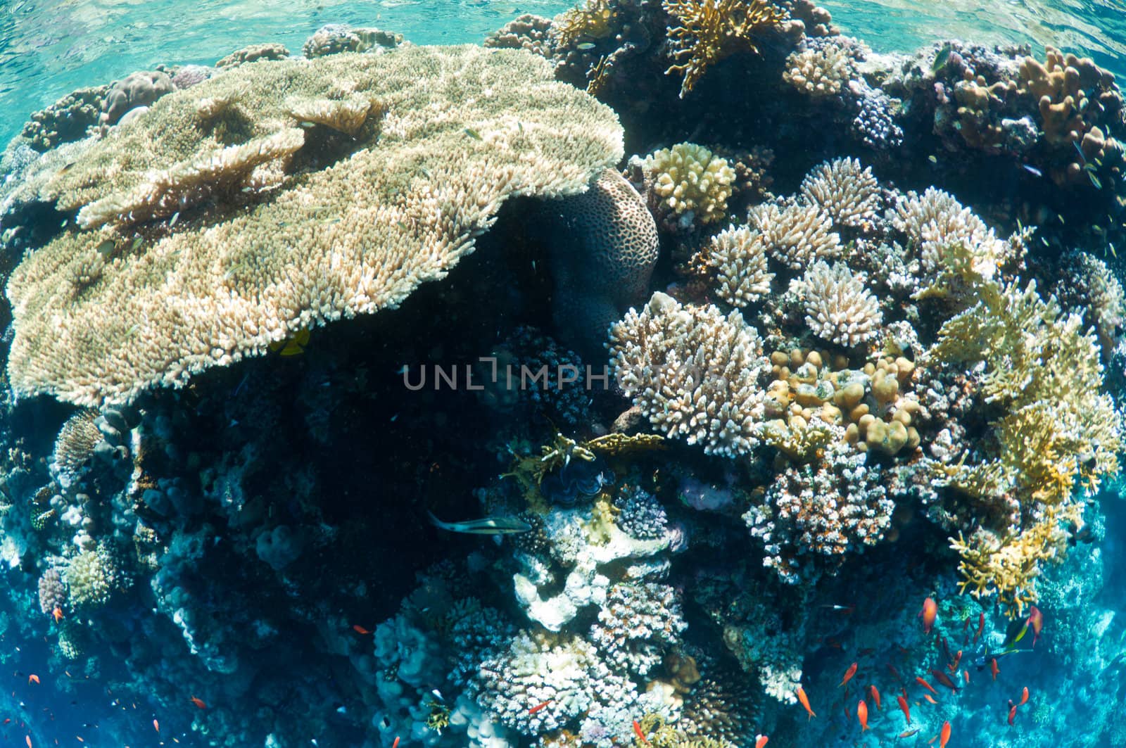 coral reef, an underwater landscape. Wildlife of the Red Sea.