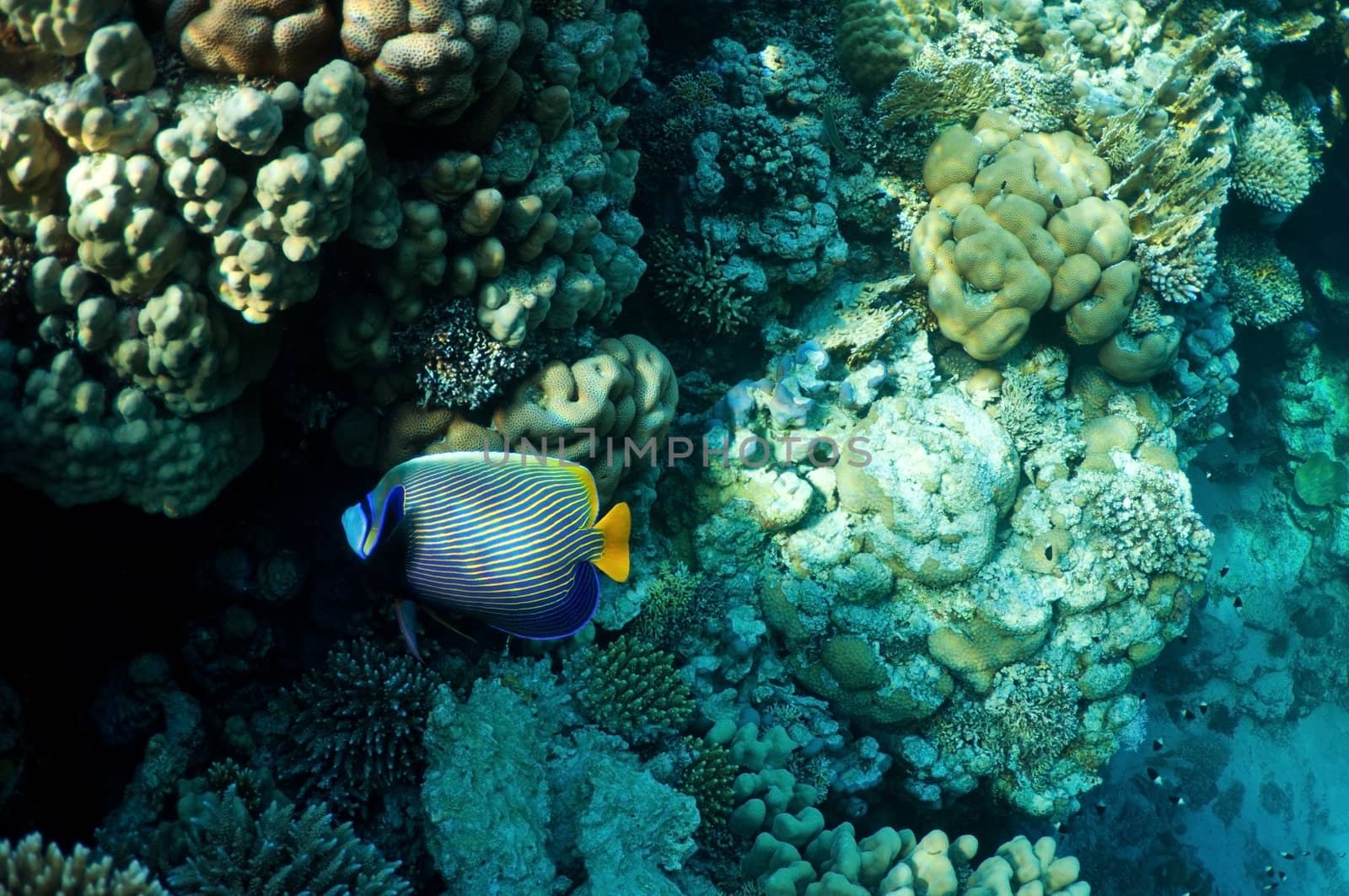 underwater landscape. coral reef and tropical fish.