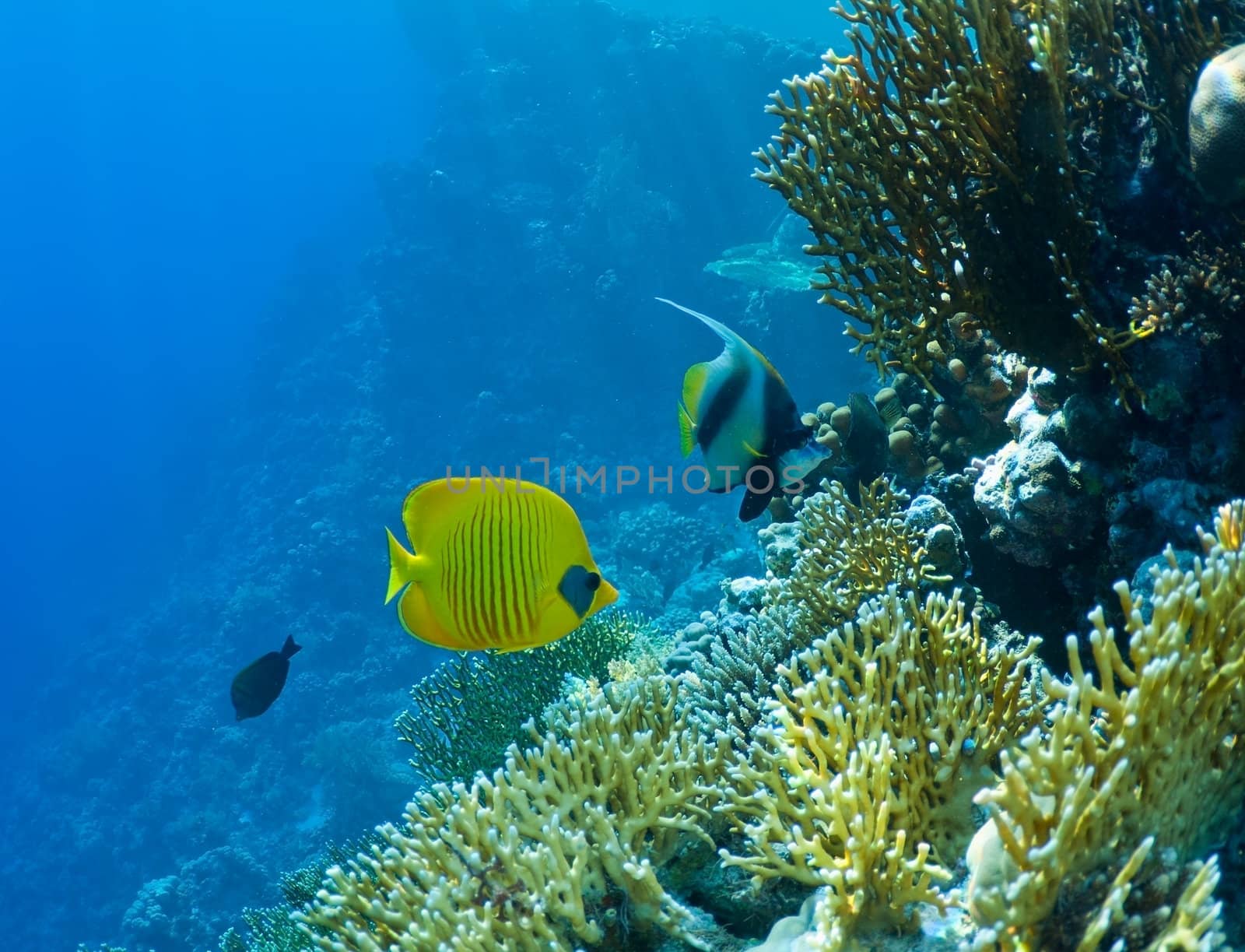 wildlife, underwater landscape. coral reef and tropical fish.