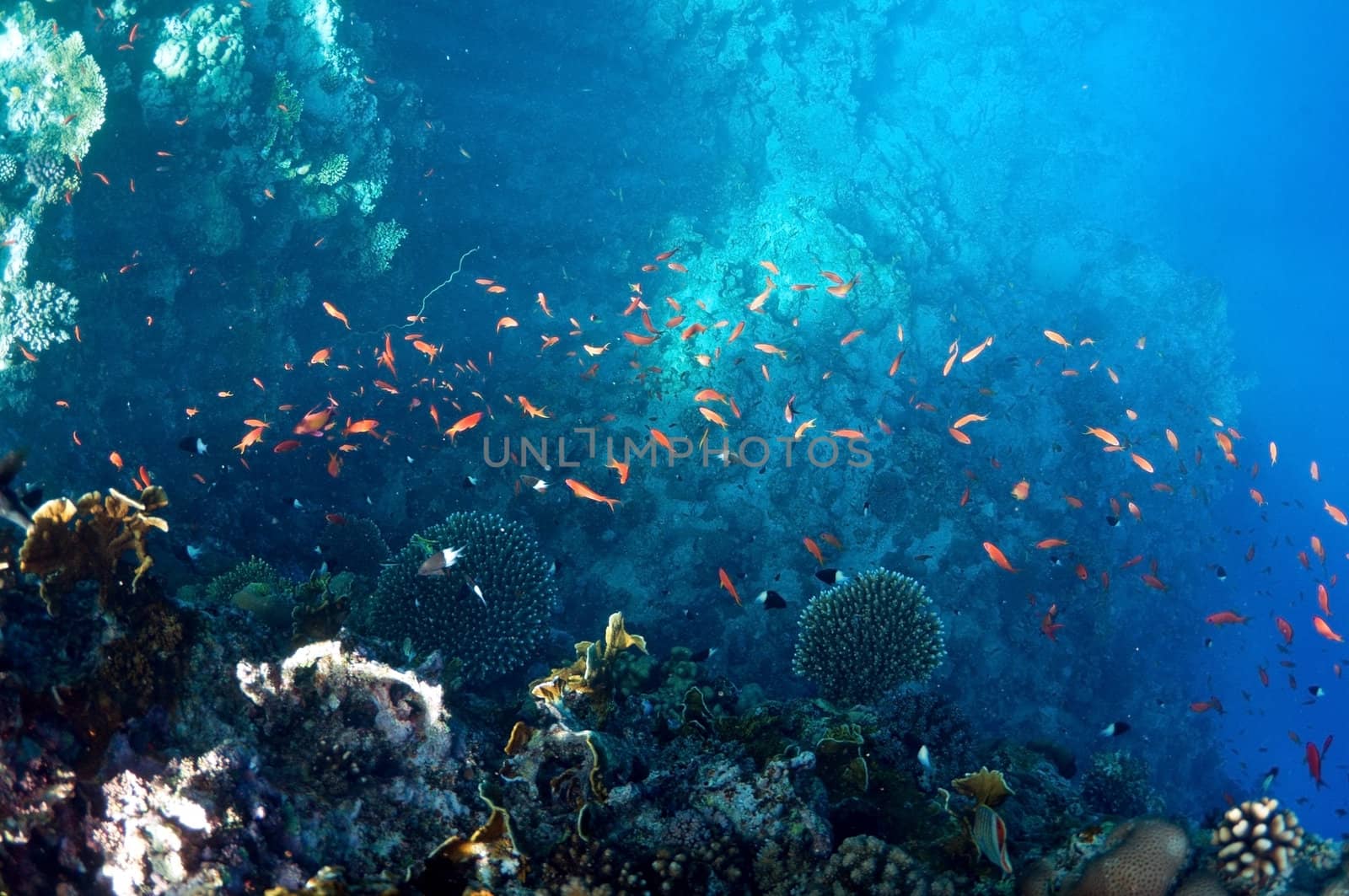 coral reef,  underwater landscape. Wildlife of the Red Sea.