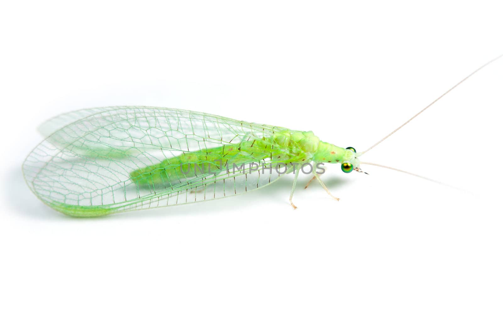 small green midge isolated on a white background. closeup