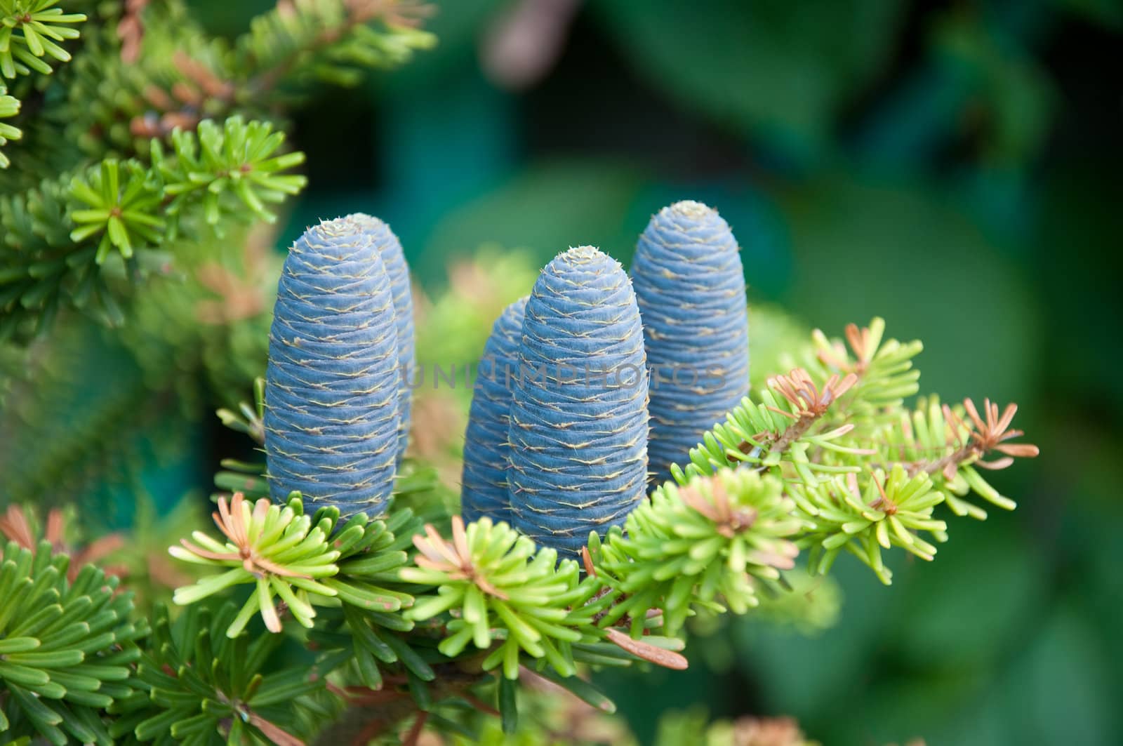 Close-up of young blue fir-cone on the branch.