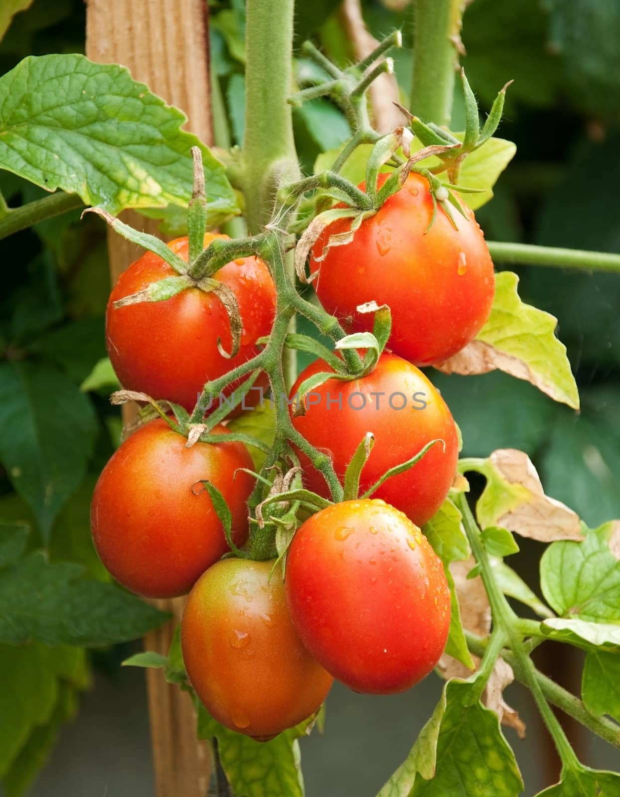 red tomatoes in droplets of water in the garden