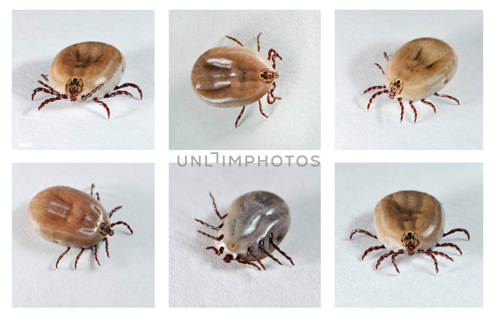 Ixodes ricinus. Dog ticks (female) from different angles. Carrier of disease.