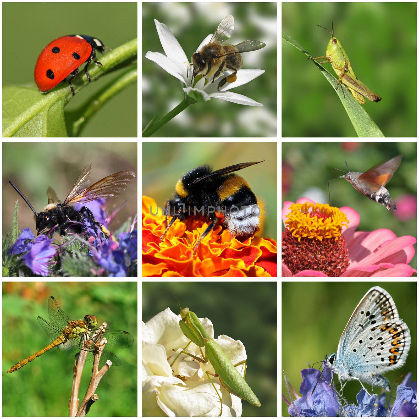 macro photos of insects by romantiche