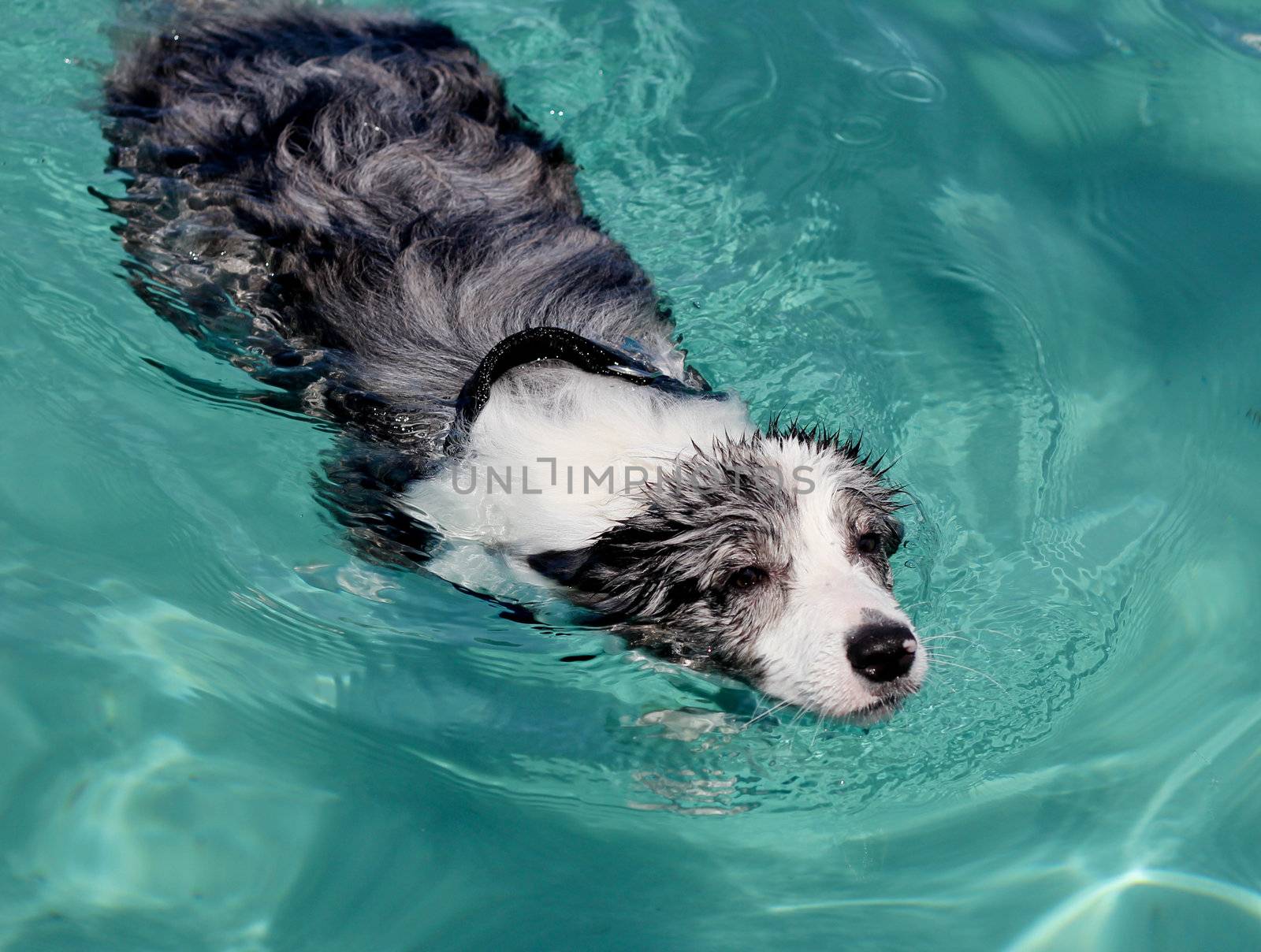 Swimming dog