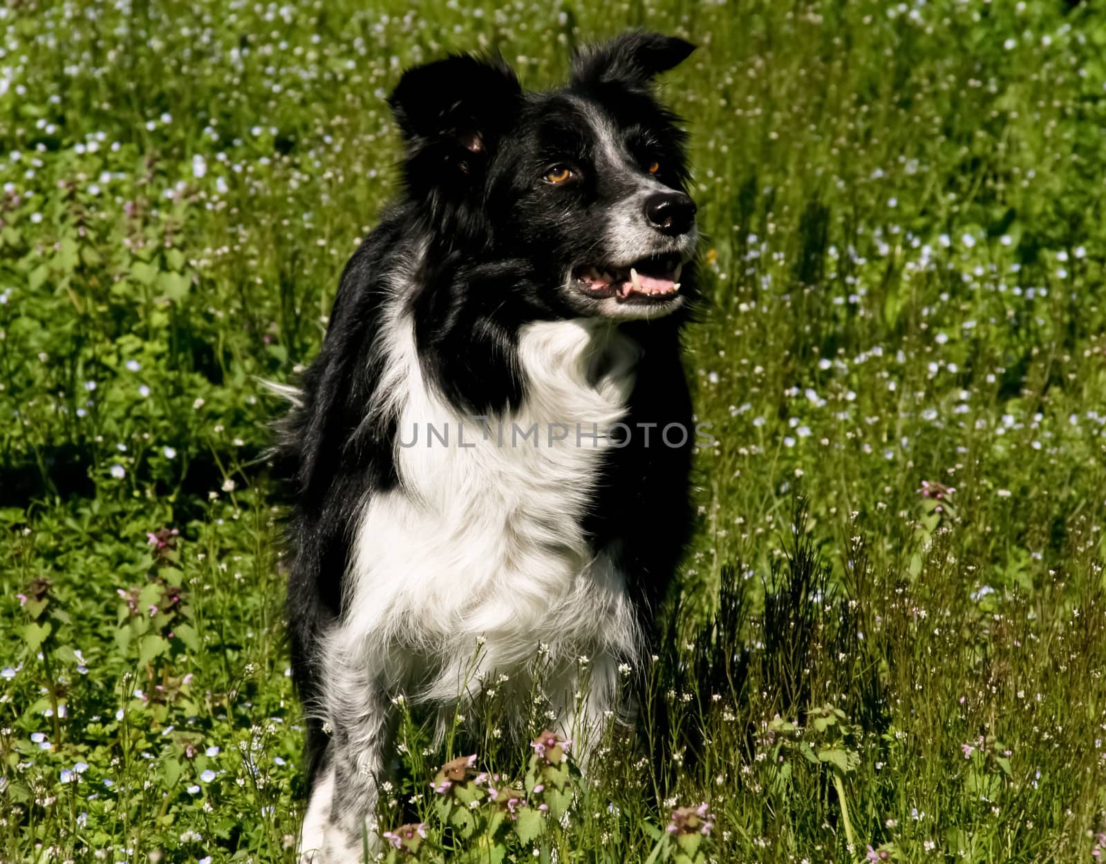 Border collie