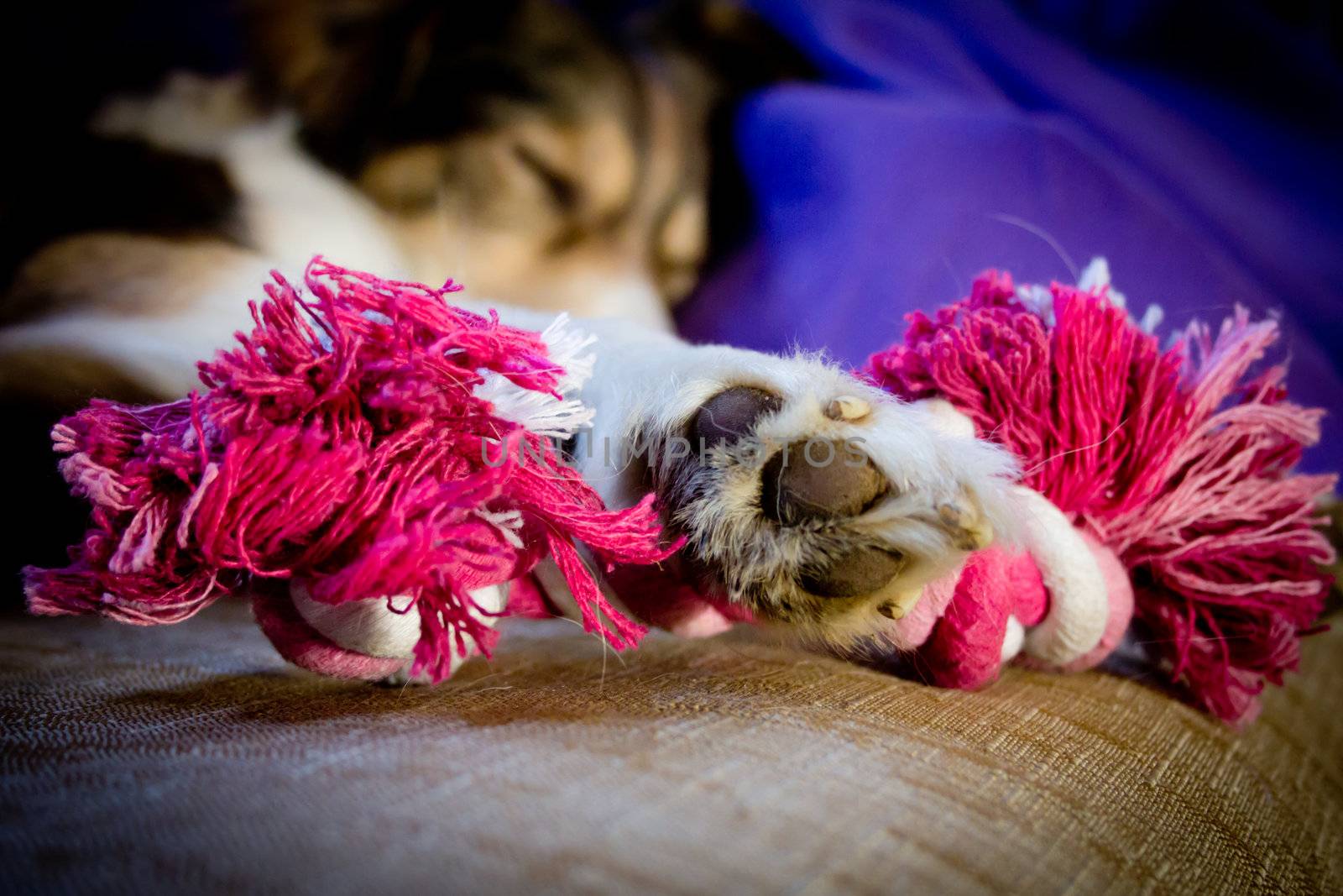Dog and toy