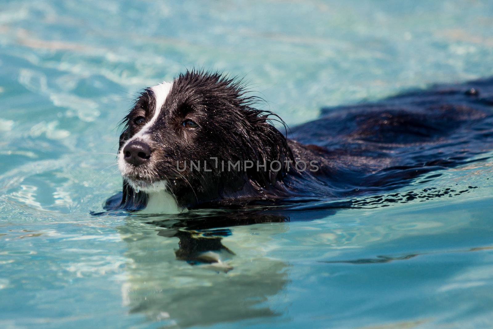 Swimming dog