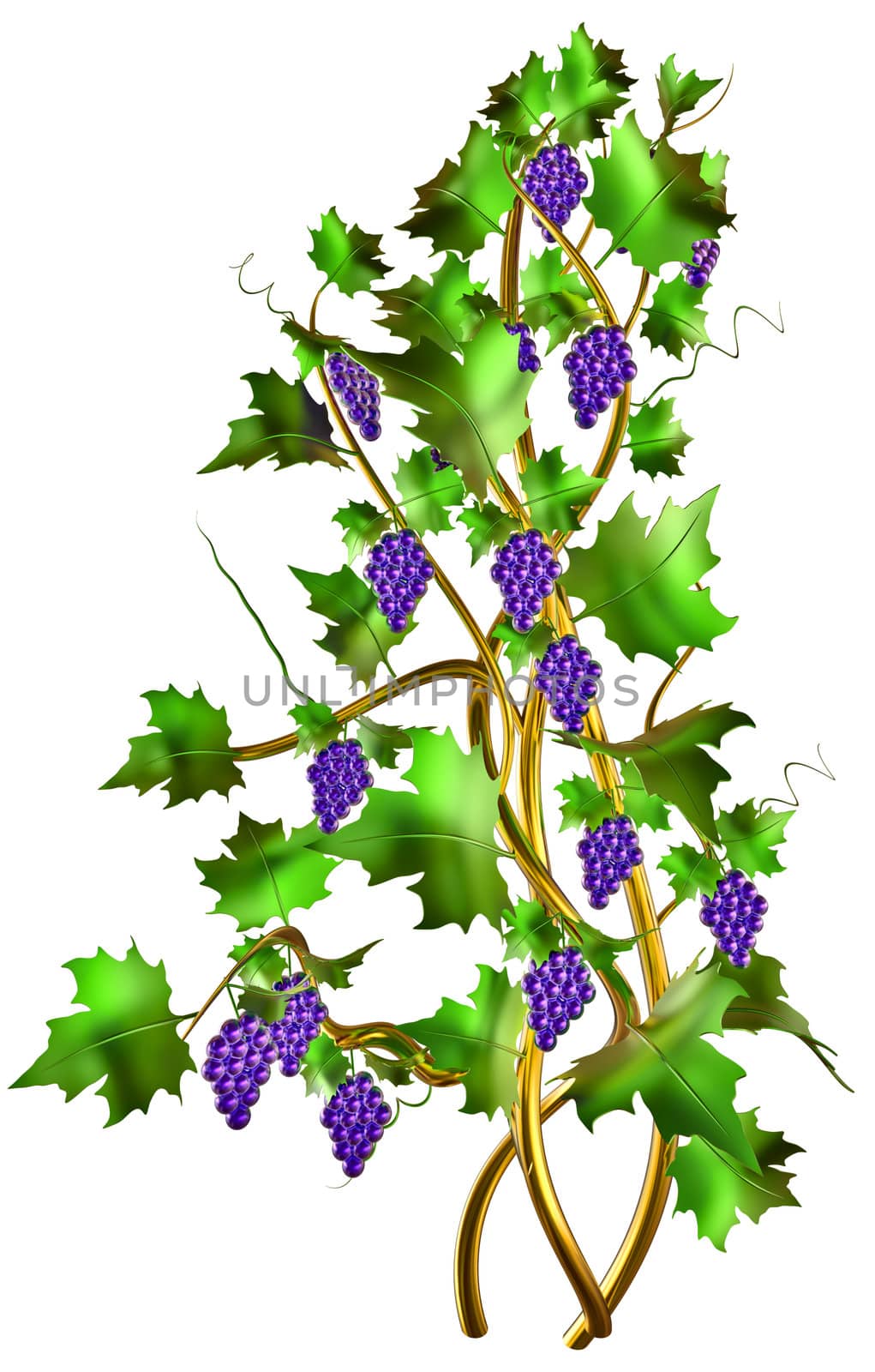 Cabernet shrub with fresh purple blue grapes and green leaves on the vine is one of the world's most widely recognized grapes varieties for winemaking.