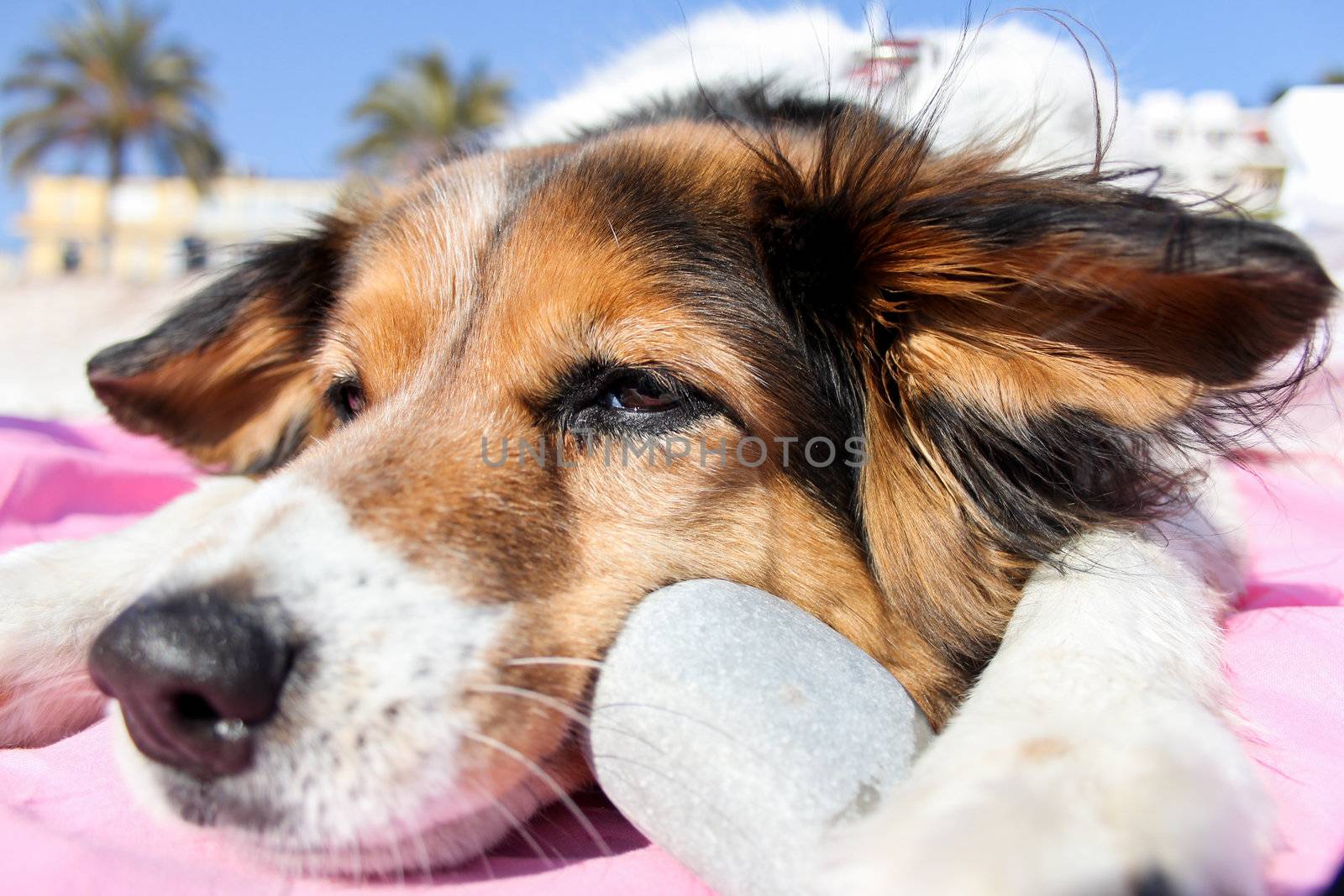 Dog and stone
