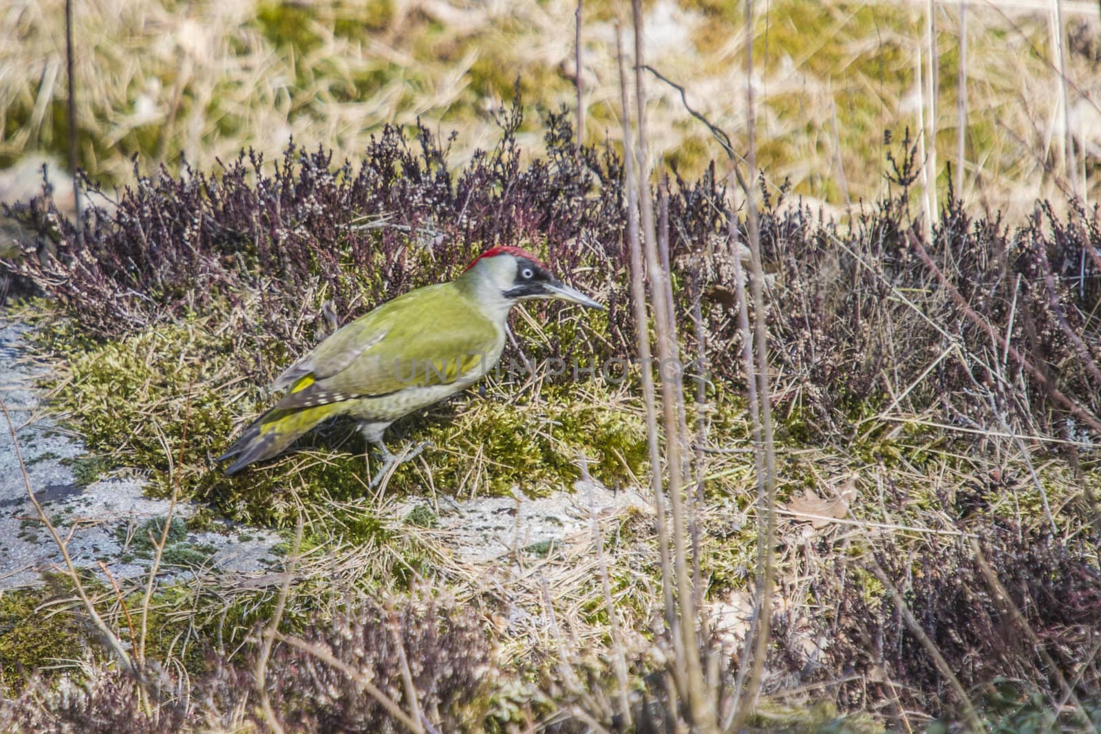 The image of the European Green Woodpecker, Picus viridis is shot in April 2013 in the forest by Fredriksten Fortress in Halden, Norway.