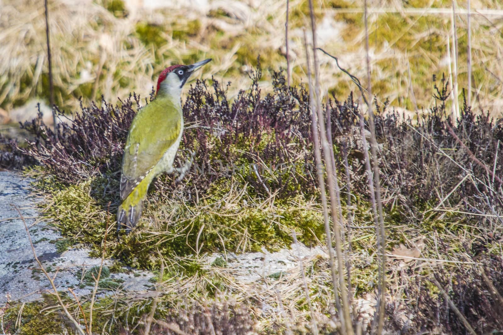 The image of the European Green Woodpecker, Picus viridis is shot in April 2013 in the forest by Fredriksten Fortress in Halden, Norway.