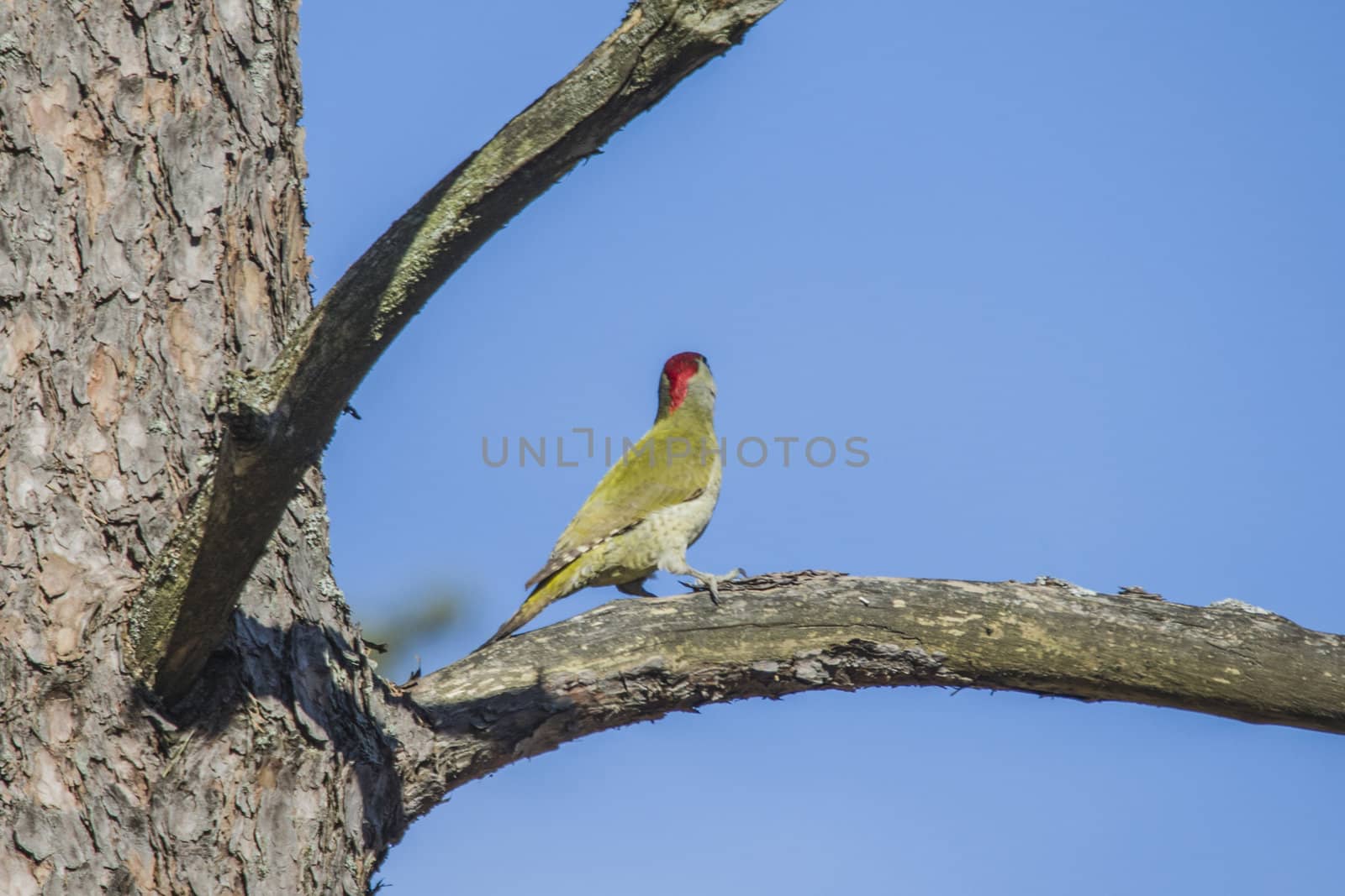 european green woodpecker sitting on a branch by steirus