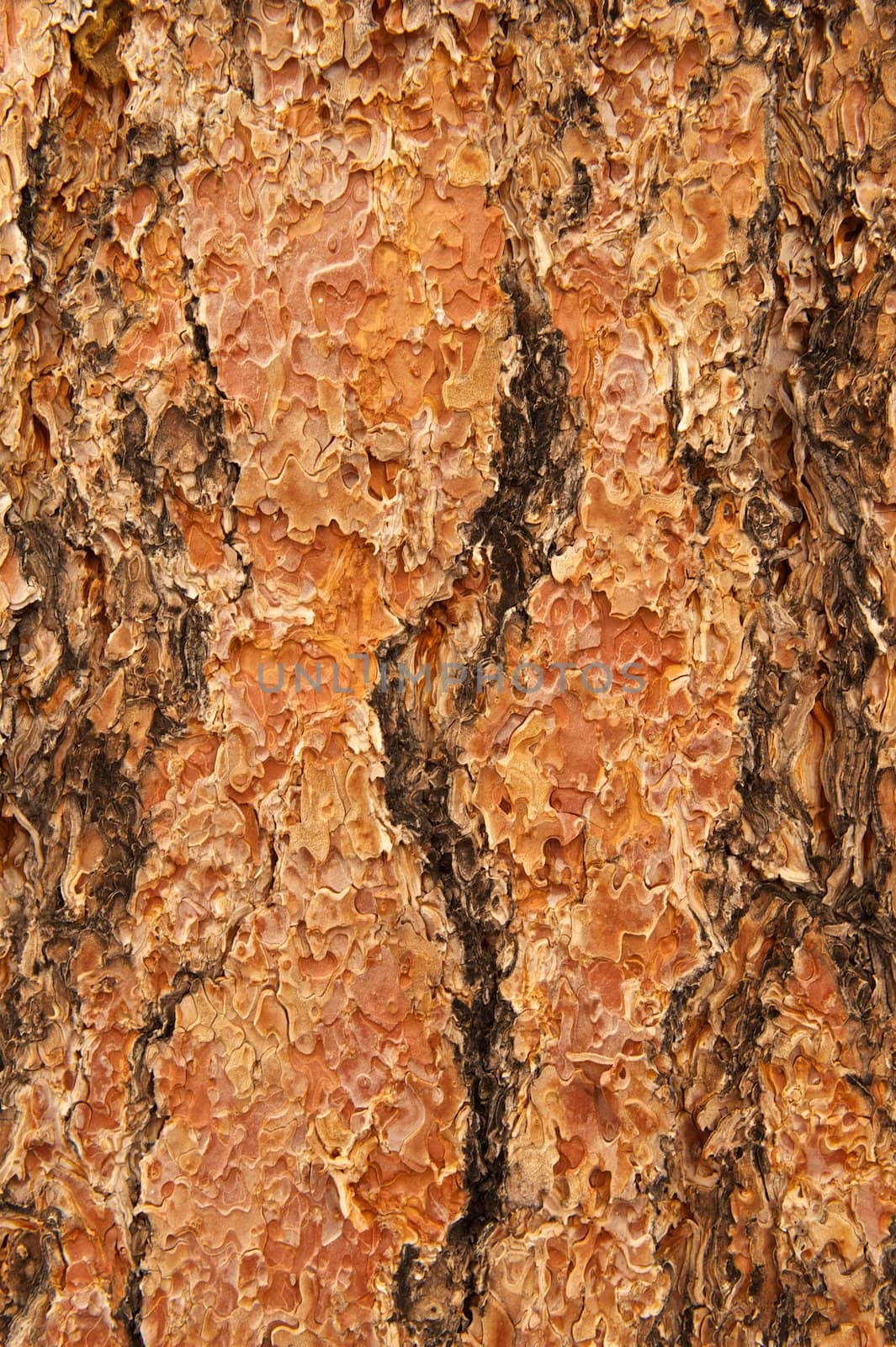 A background of very rough Ponderosa Pine bark in a vertical orientation